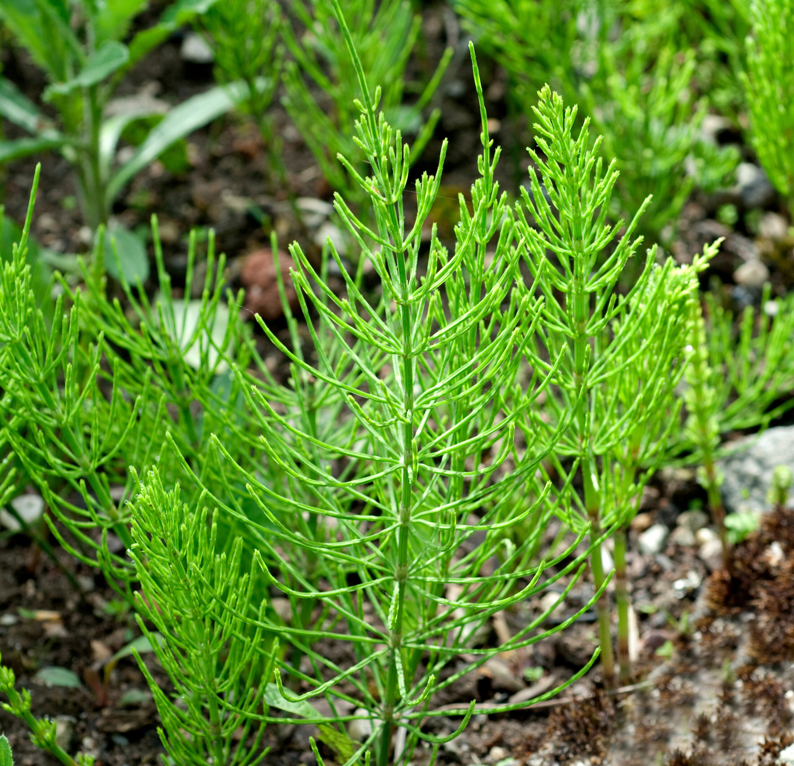 Ackerschachtelhalm Equisetum arvense 1 scaled
