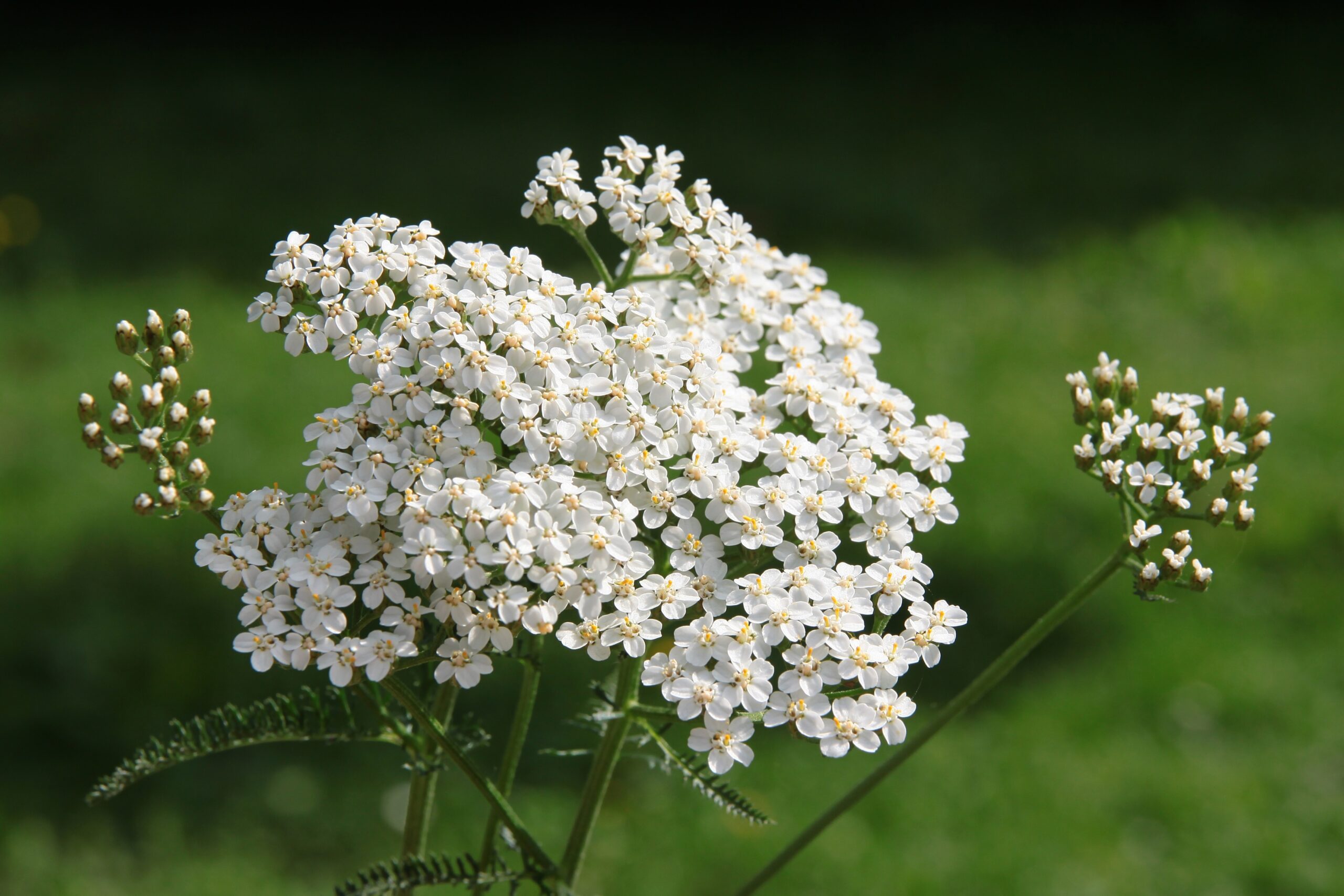 AdobeStock 221465180 schafgarbe scaled 2, Achillea millefolium,