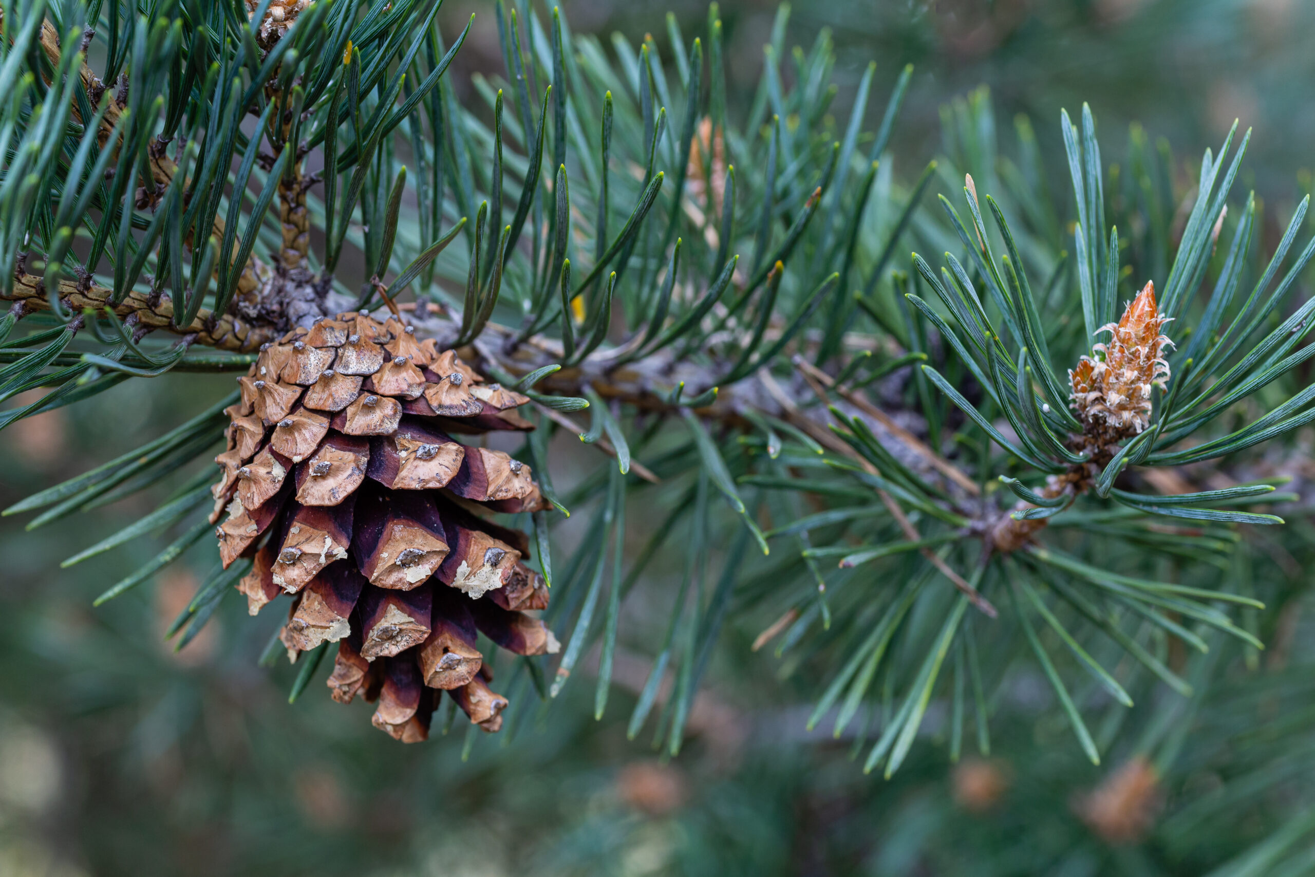 Waldkiefer