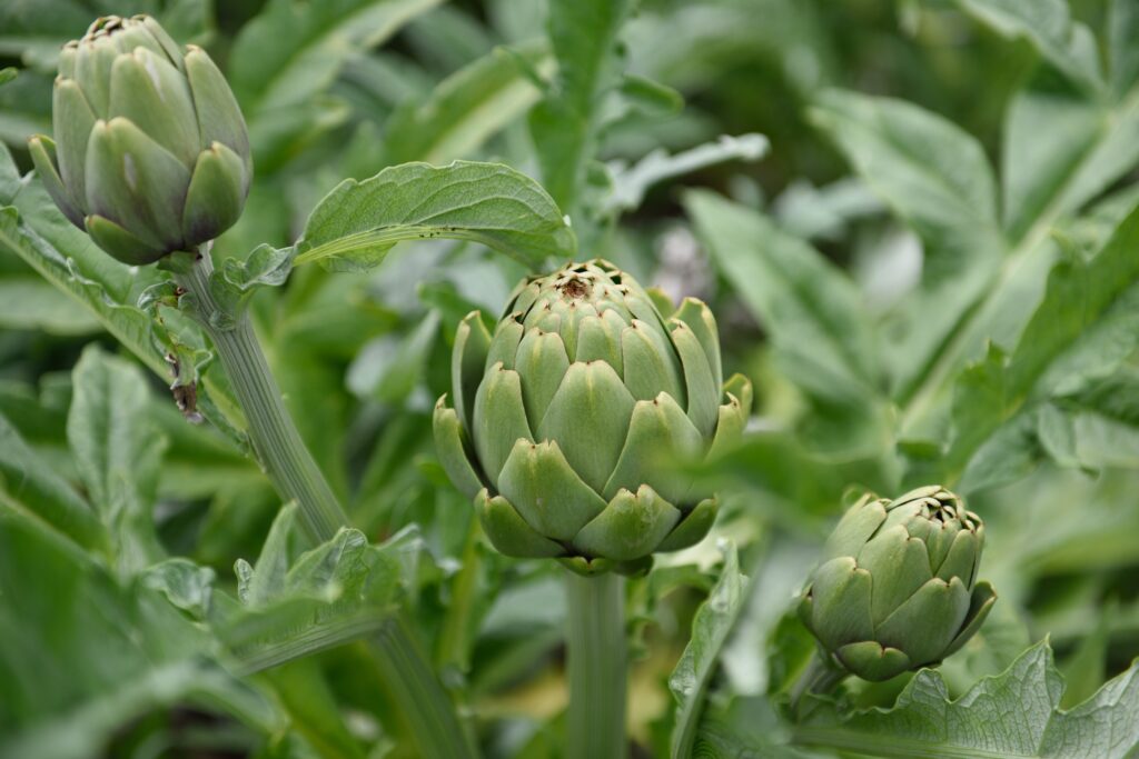 Artischocke Cynara scolymus 1 scaled