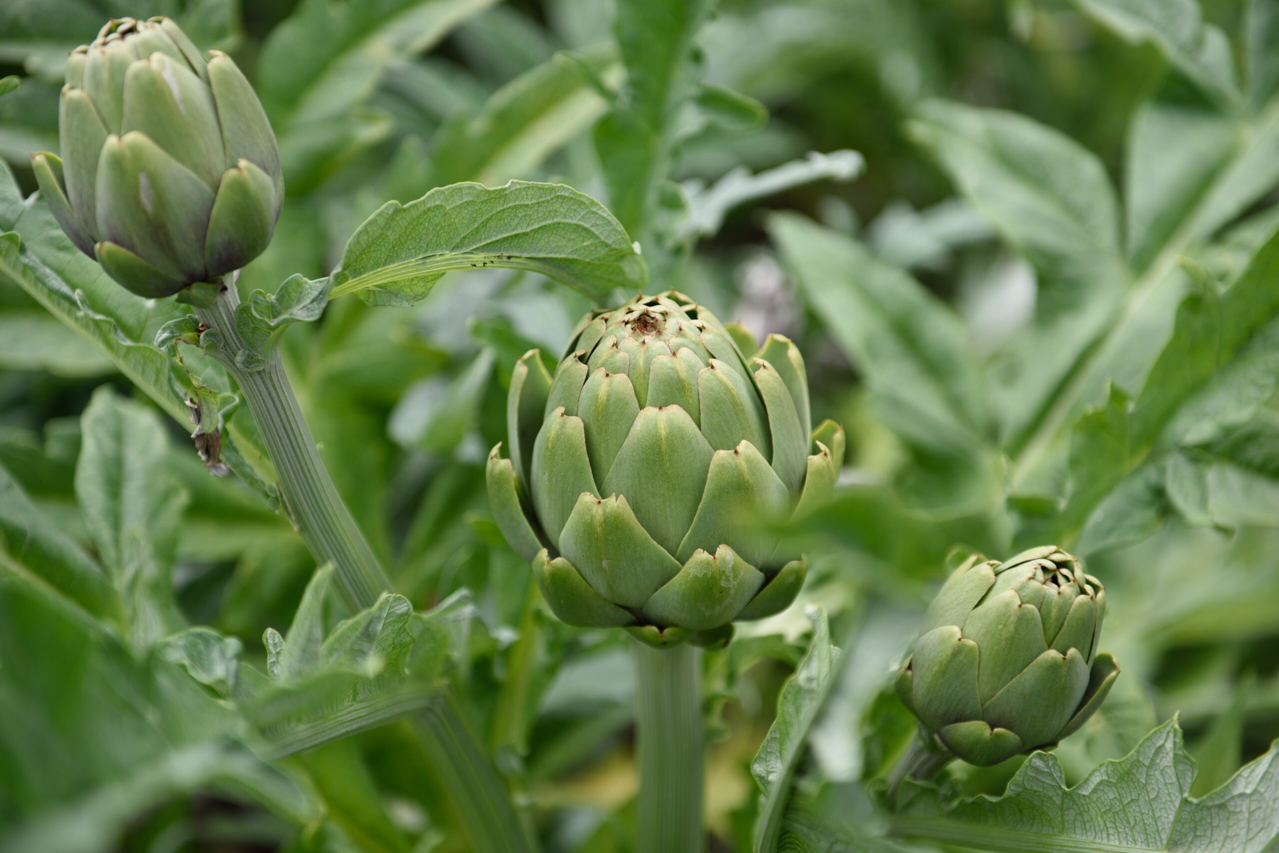 Artischocke Cynara scolymus 1 scaled