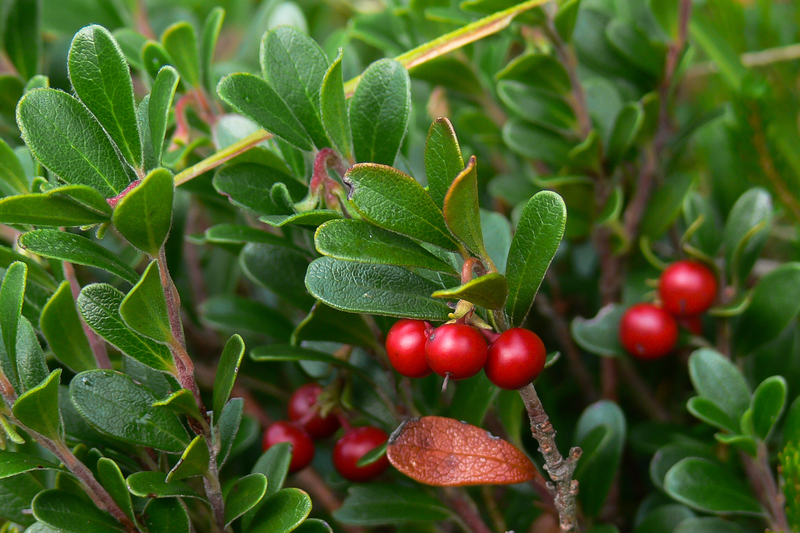 Baerentraube Arctostaphylos uva ursi