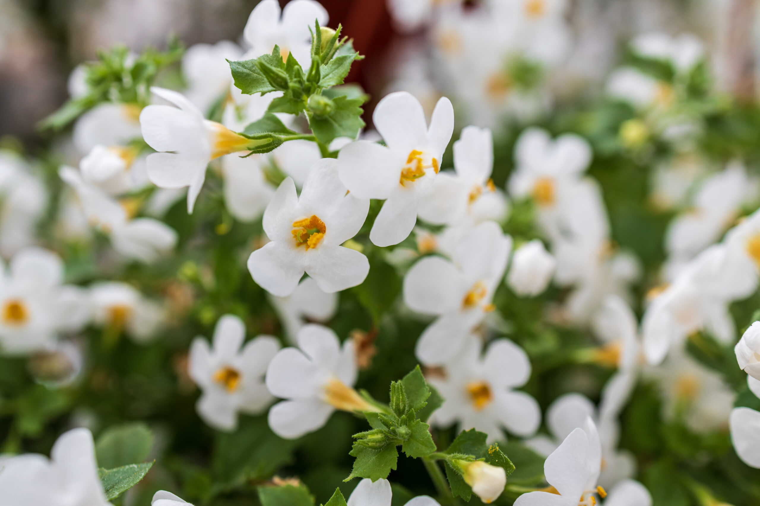 Brahmi Bacopa monnieri 1 scaled