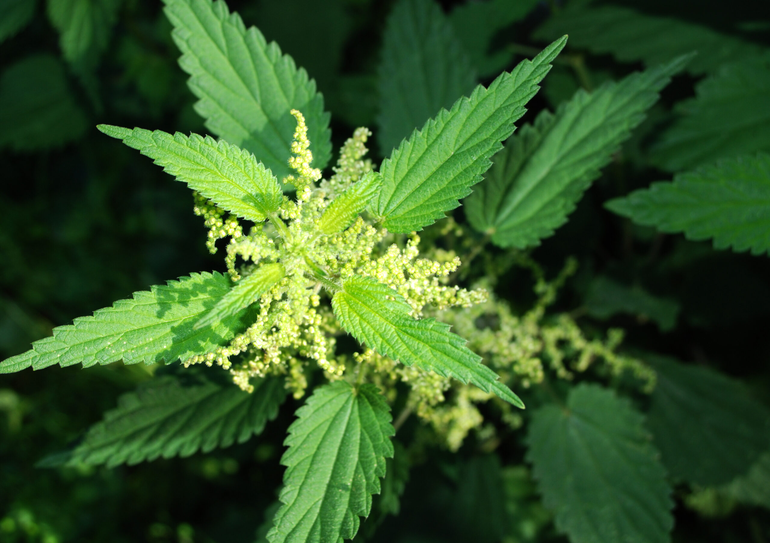 Brennnessel Urtica dioica 2 scaled