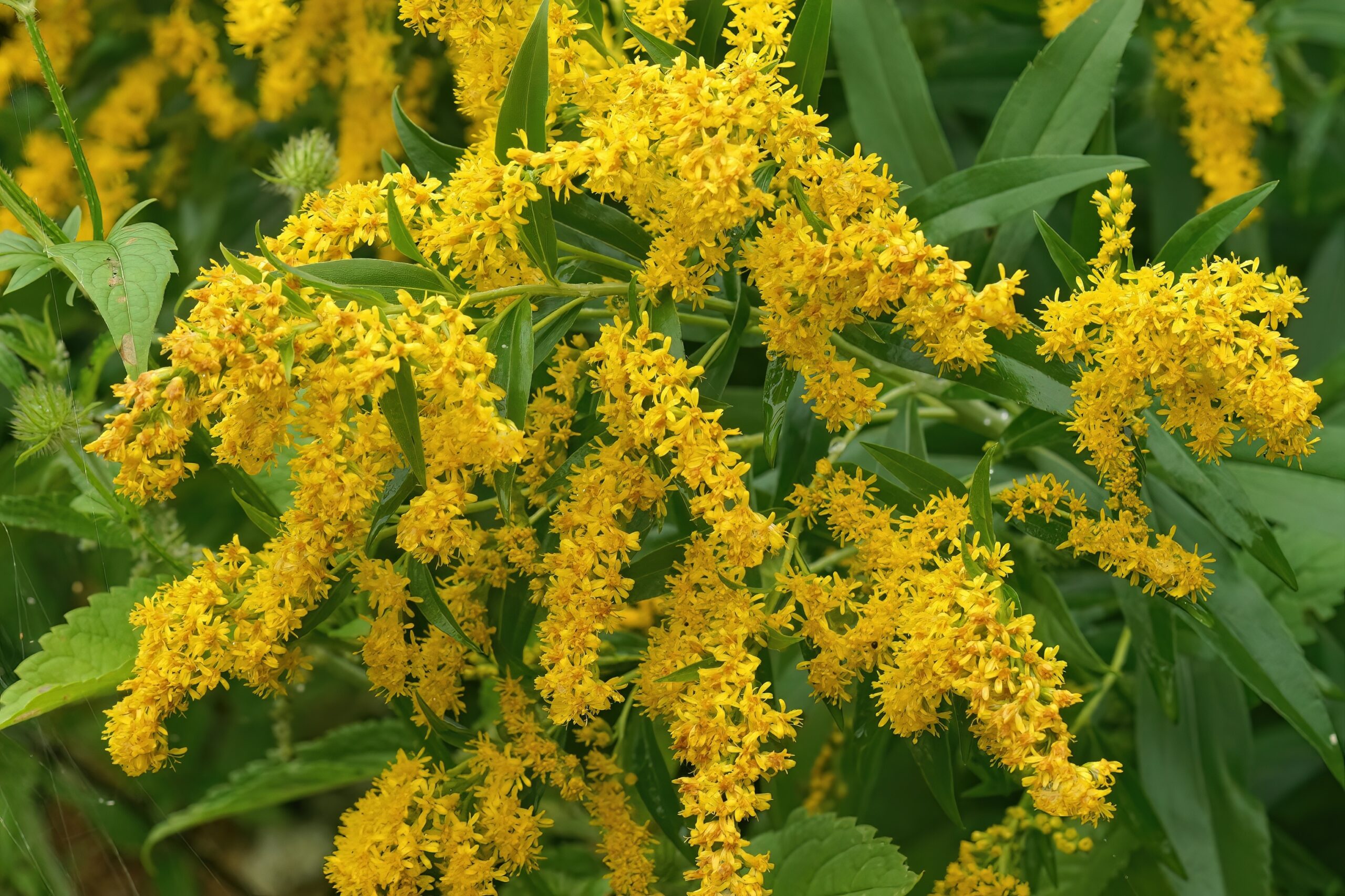 Echten Goldrute Solidago virgaurea scaled