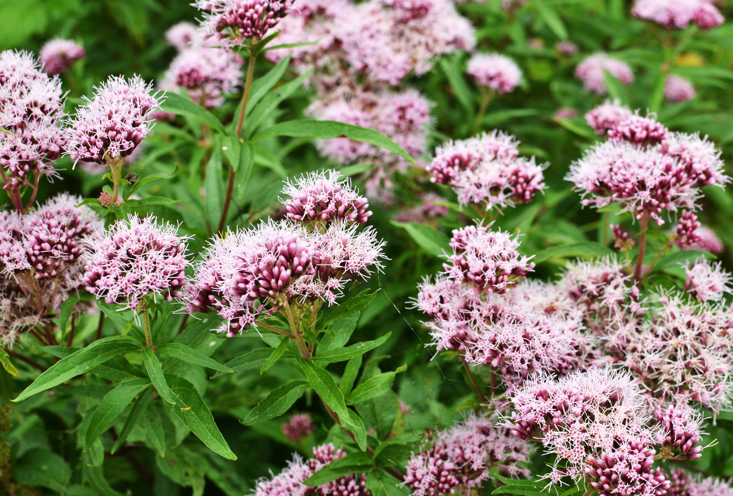 Echter Baldrian Valeriana officinalis 1 scaled