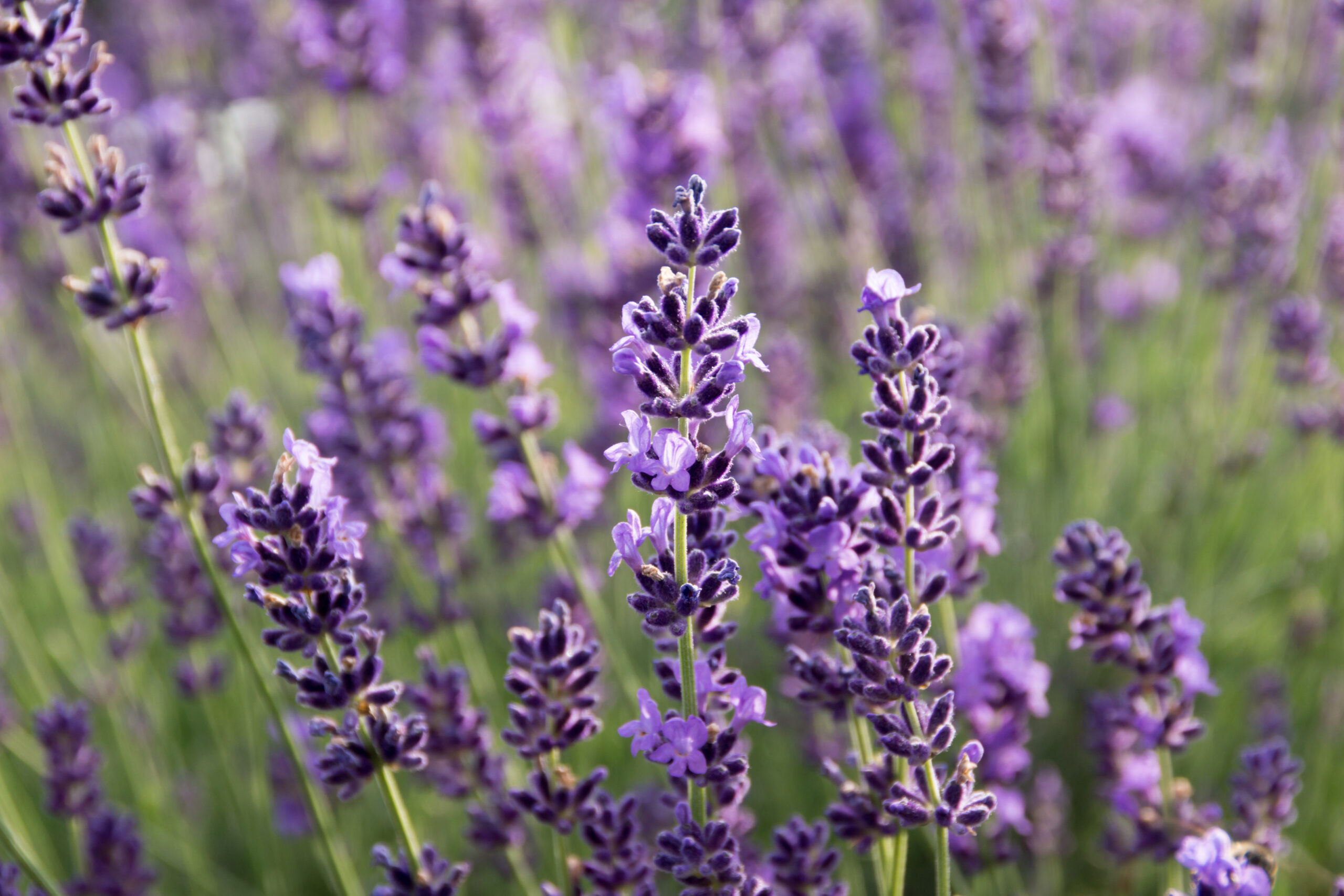 Echter Lavendel Lavandula angustifolia 1 scaled