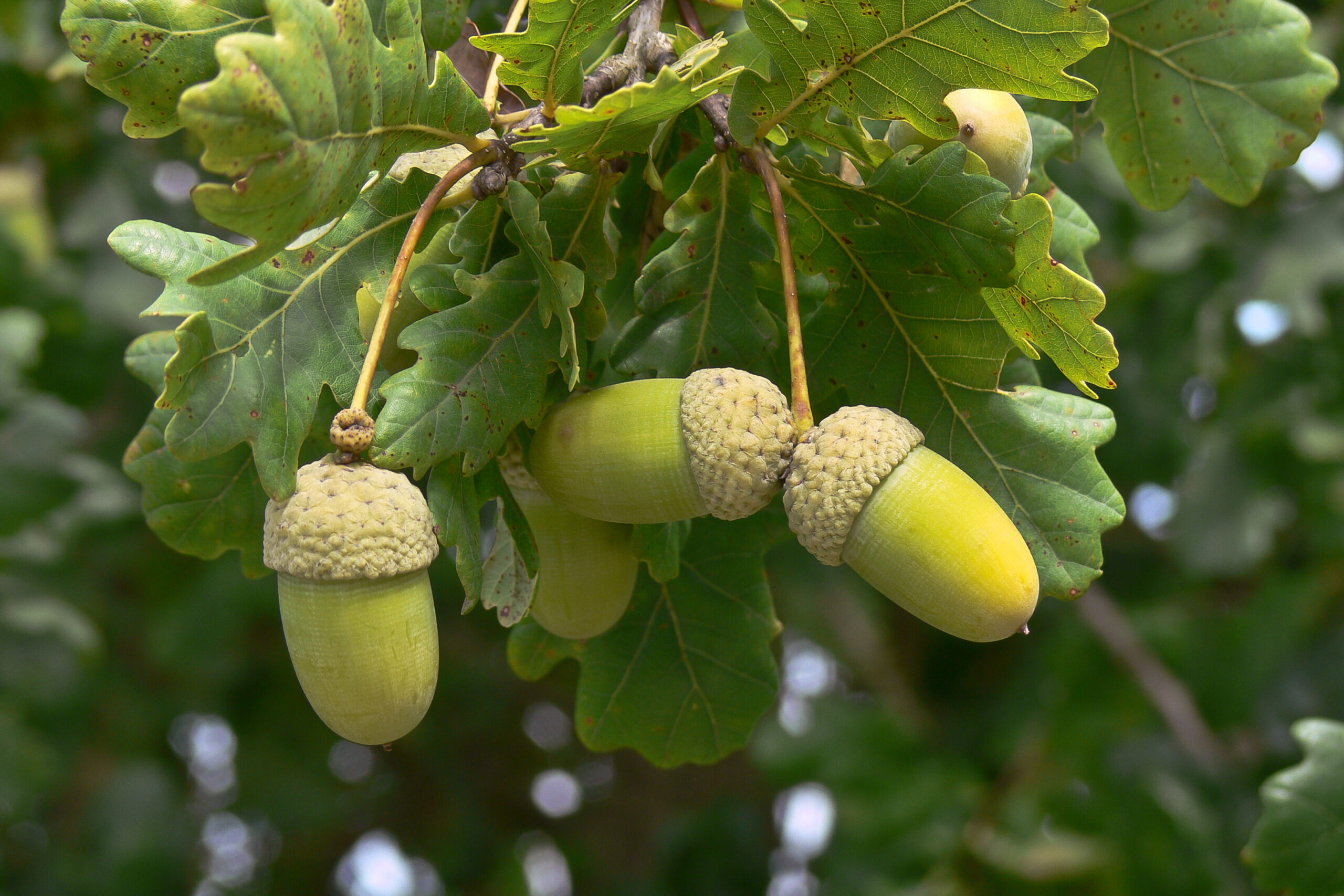 Eiche Quercus robur 1 scaled