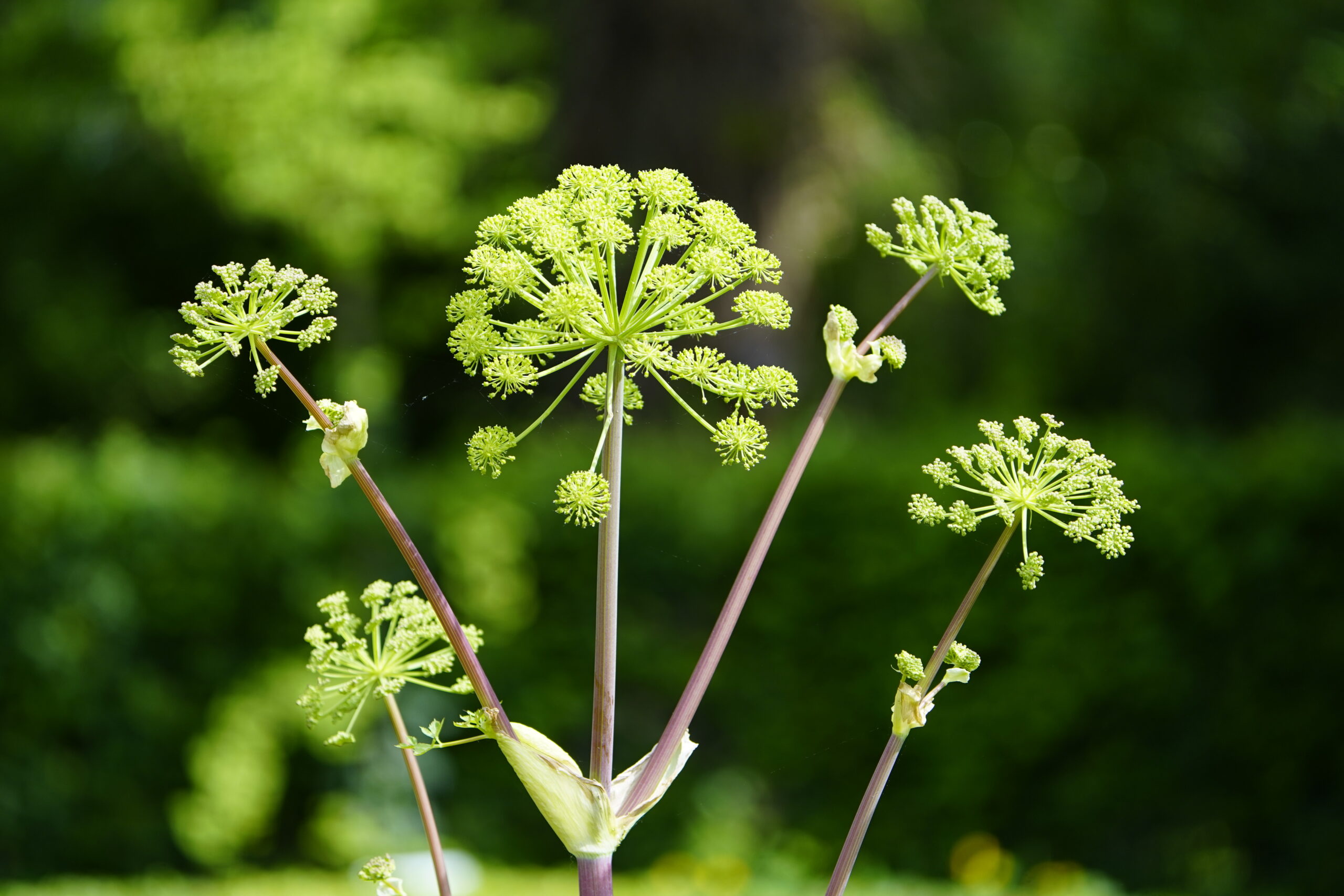 Engelwurz Angelica archangelica scaled