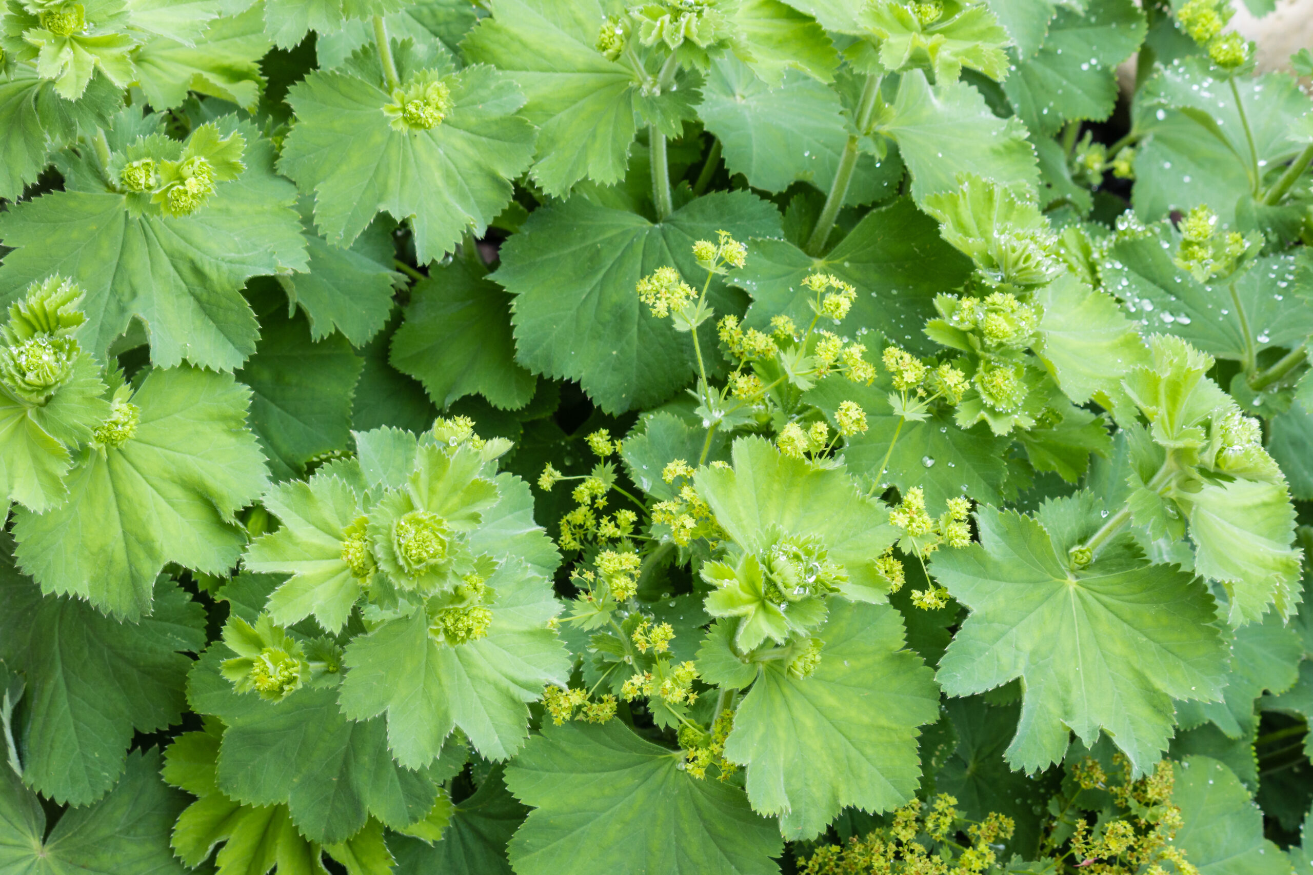 Frauenmantel Alchemilla vulgaris 1 scaled