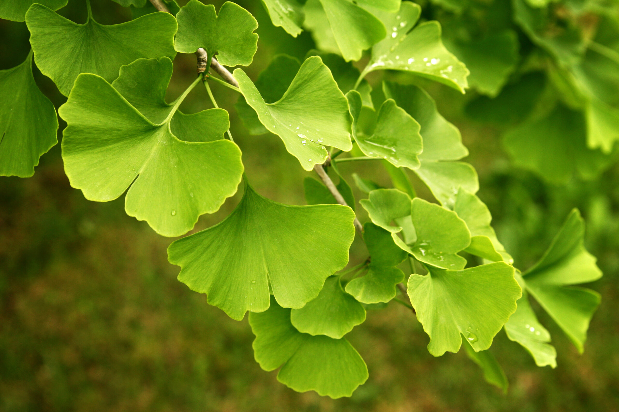 Ginkgobaum Ginkgo biloba scaled
