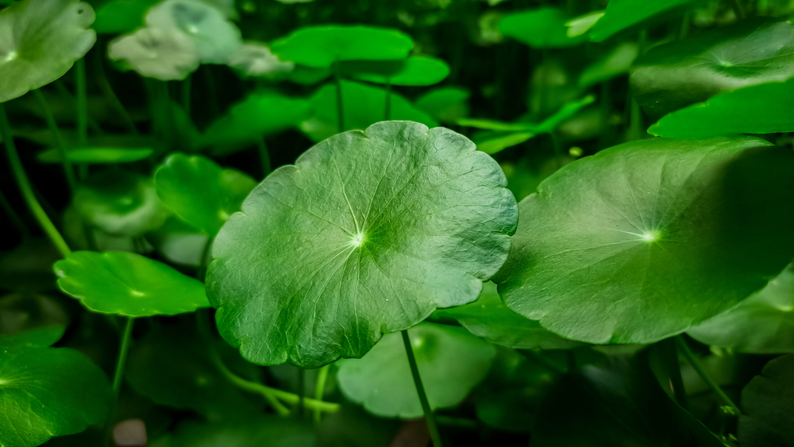 Gotu Kola Centella asiatica 2 scaled