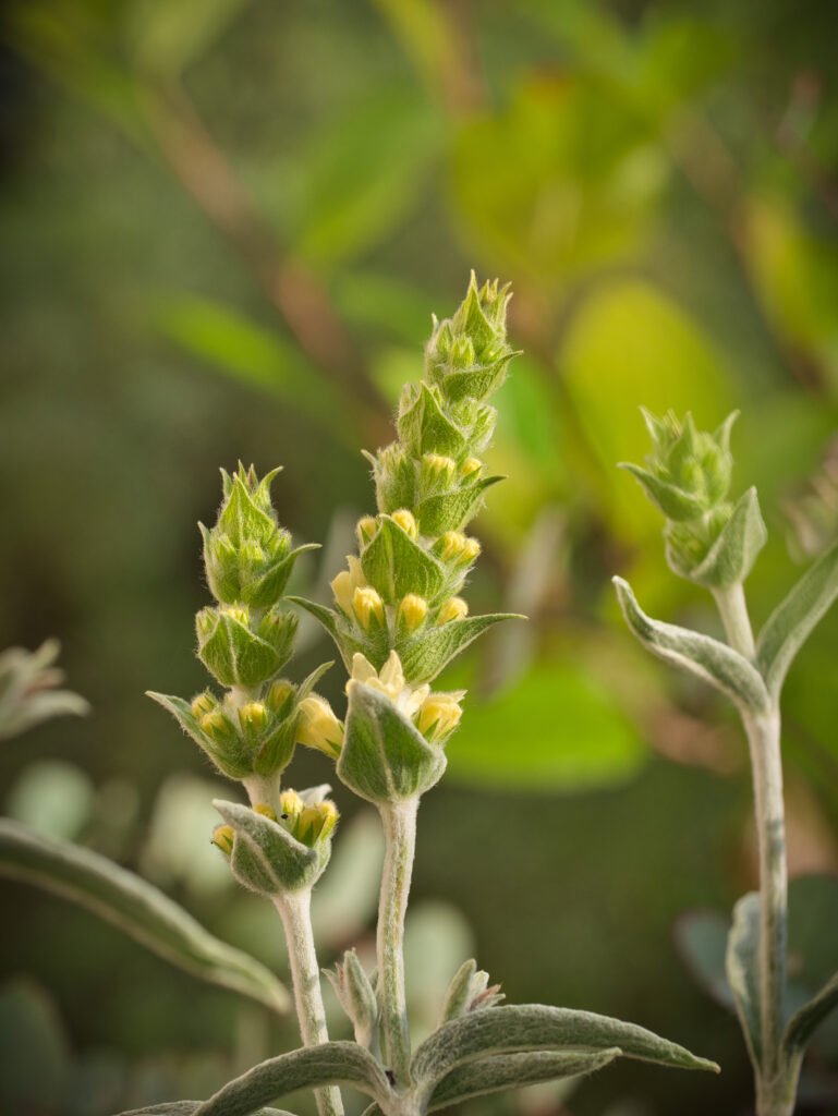 Griechischer Bergtee Sideritis scardica 2 scaled