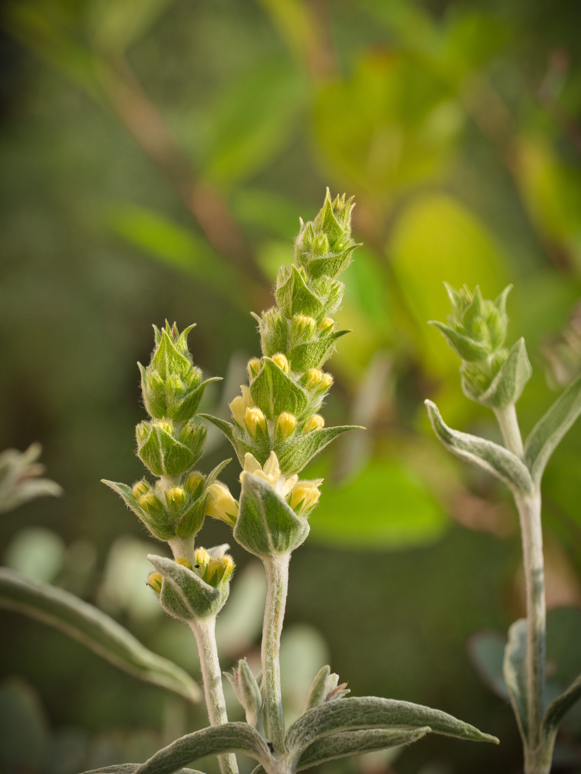 Griechischer Bergtee Sideritis scardica 2 scaled