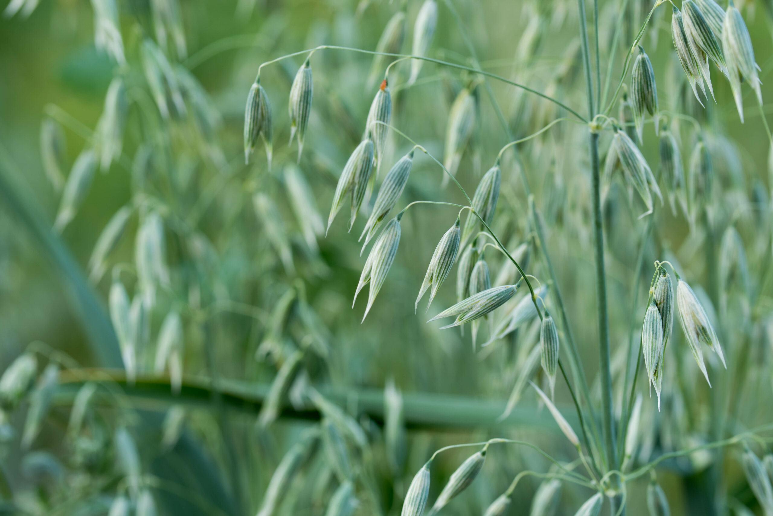 Gruener Hafer Herba Avenae sativa scaled