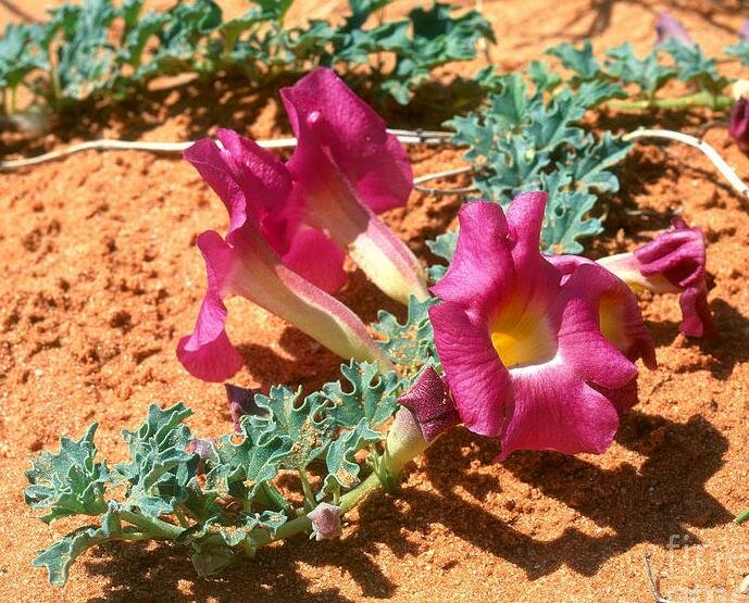 Harpagophytum procumbens teufelskralle