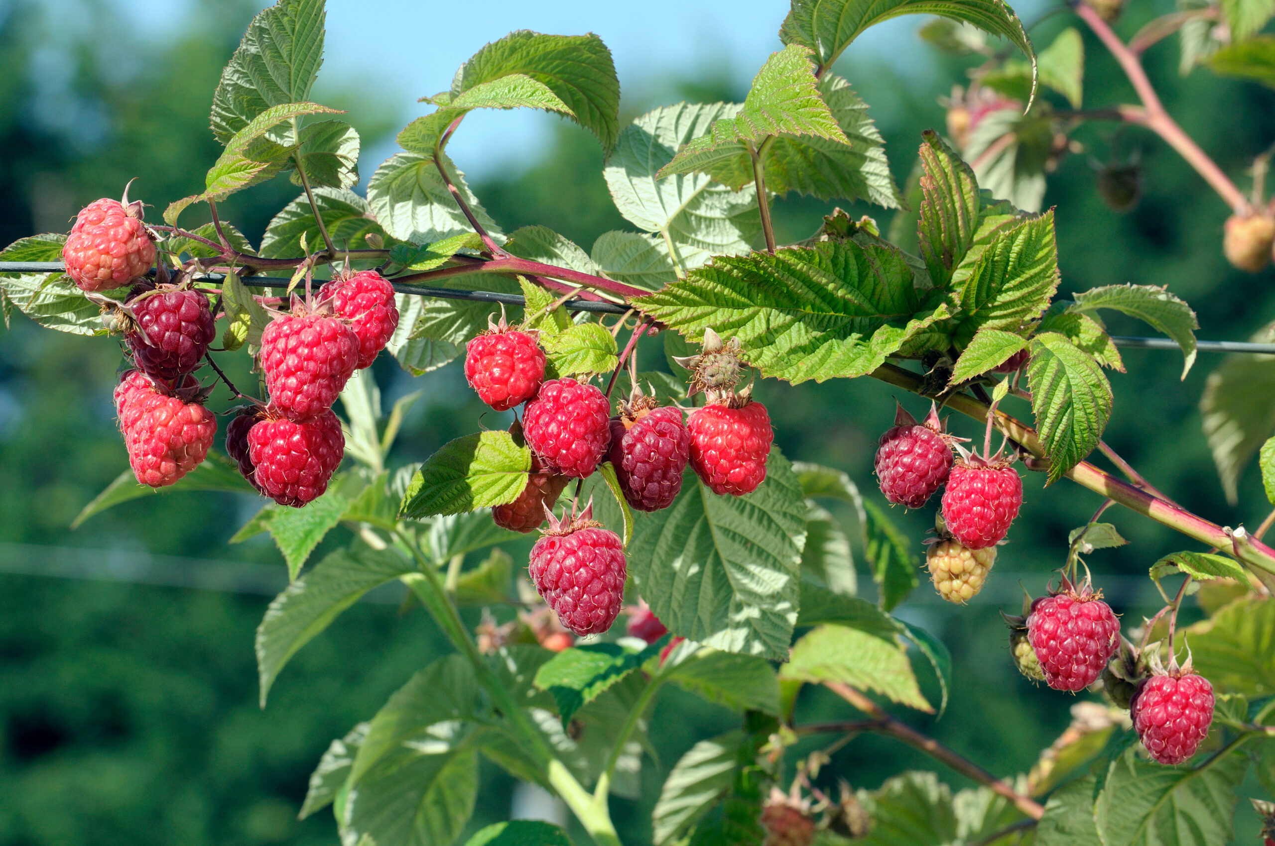 Himbeerblaetter Rubus idaeus scaled
