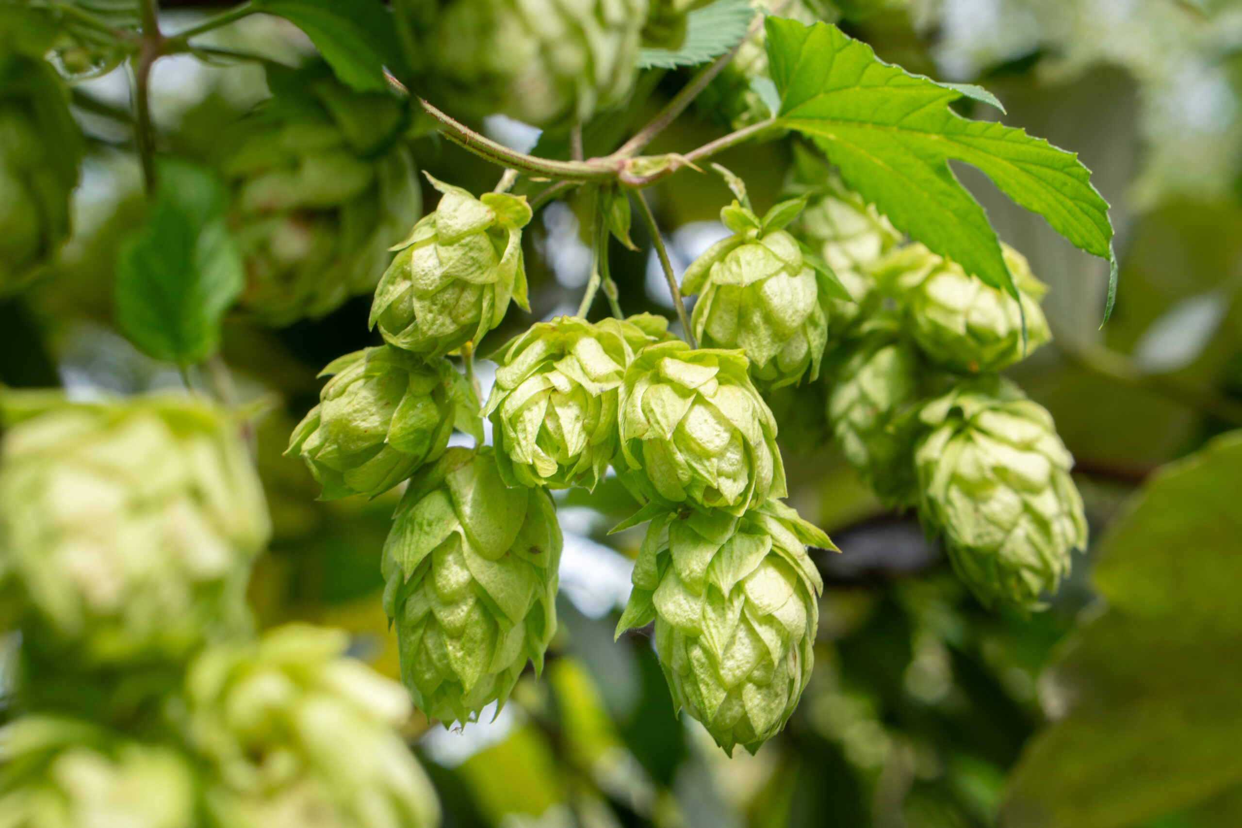 Hopfen Humulus lupulus 1 scaled