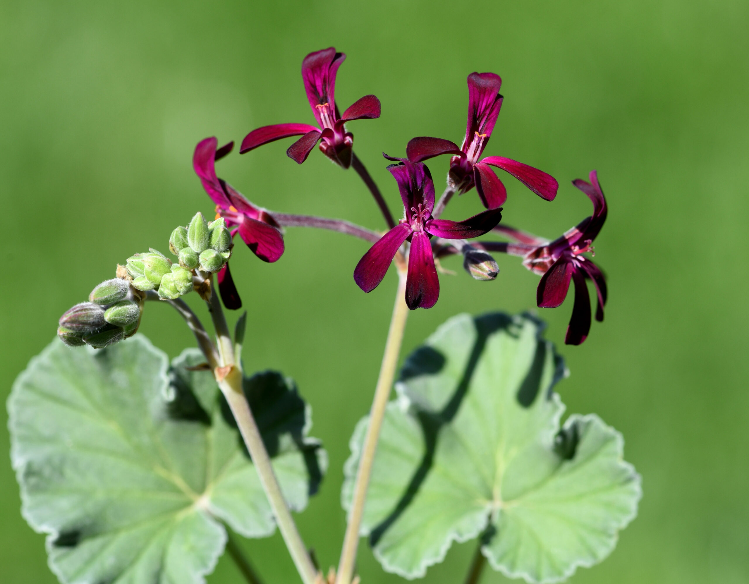 Kapland Pelargonie pelargonium sidoides 1 scaled