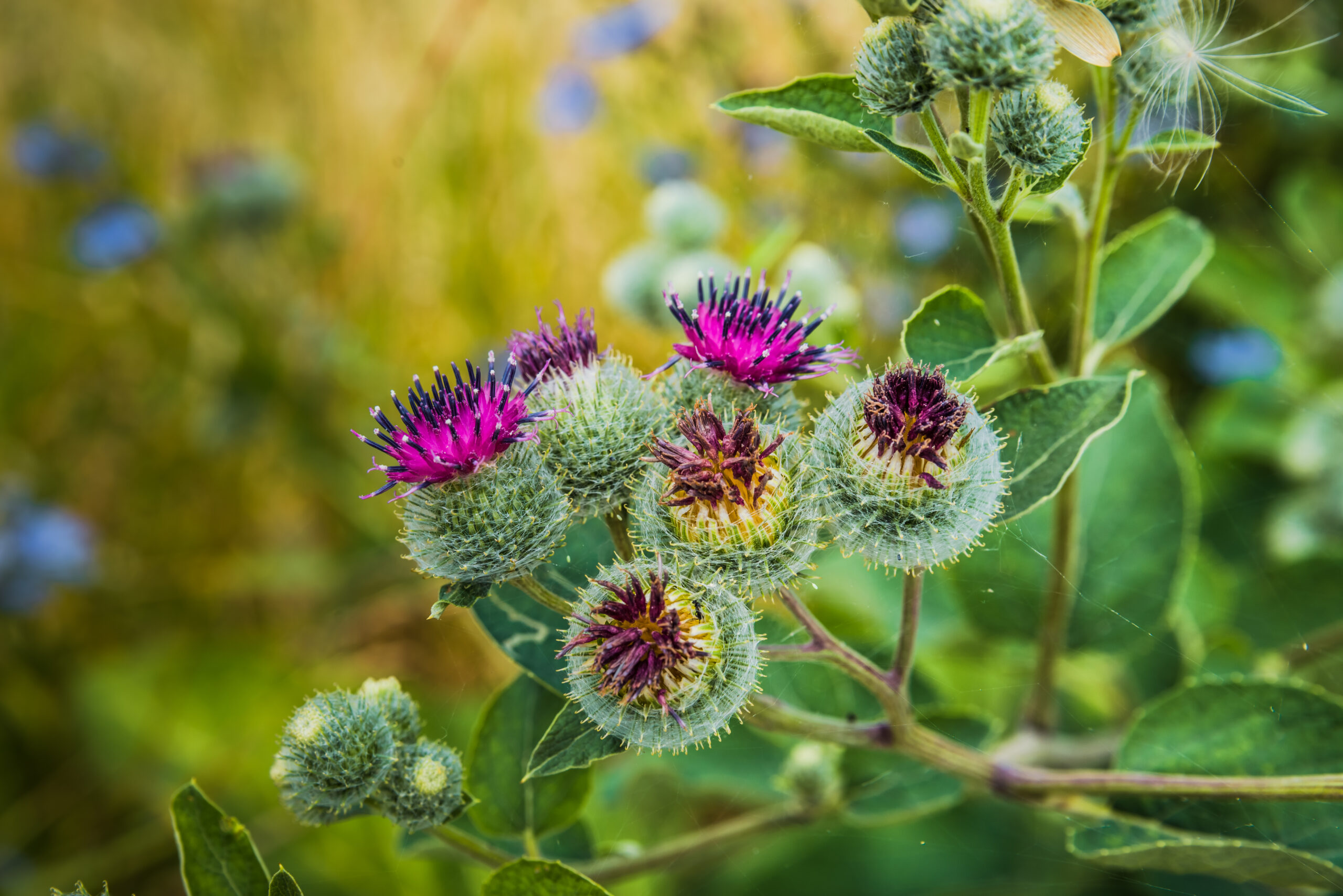 Klettenwurzel Arctium lappai 1 scaled