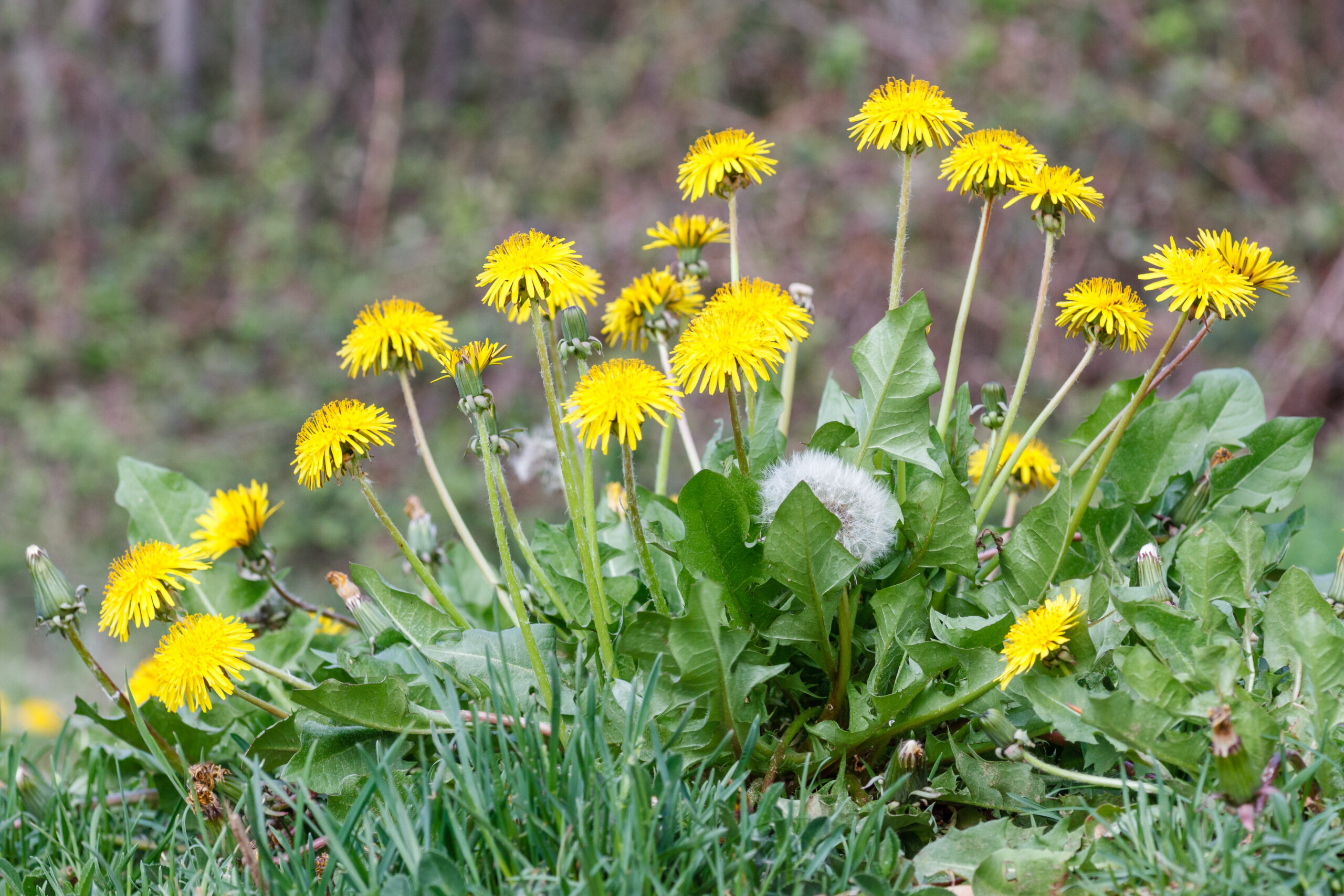 Löwenzahn <br/> <i>Taraxacum officinale </i>
