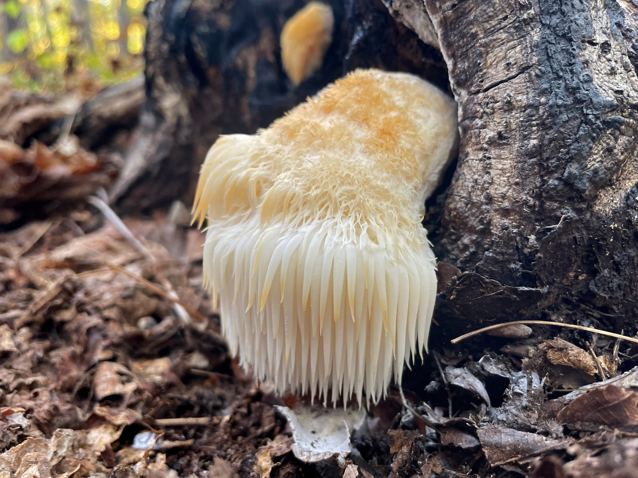 Lowenmahne Hericium erinaceus scaled, Igelstachelbart,