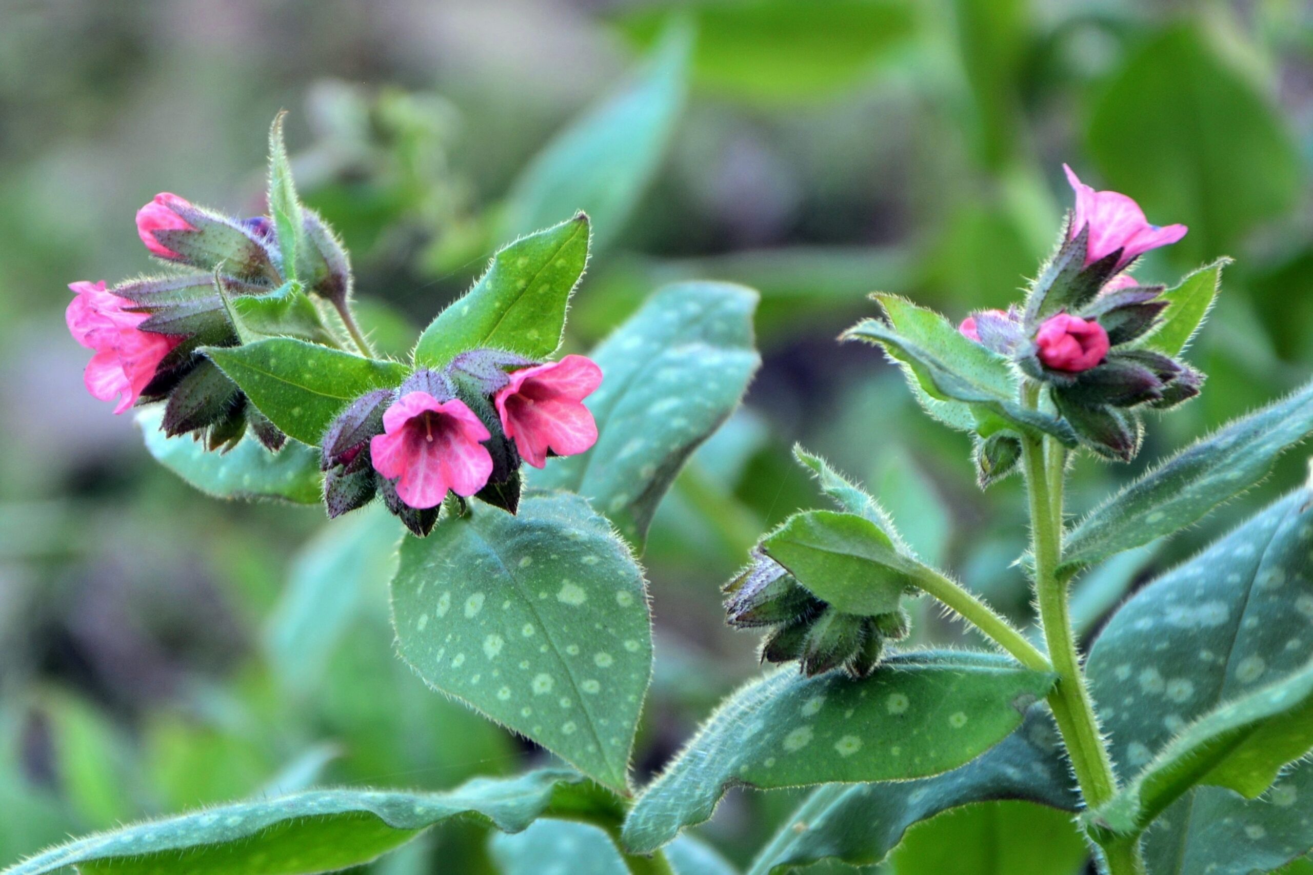 Lungenkraut Pulmonaria officinalis 1 scaled