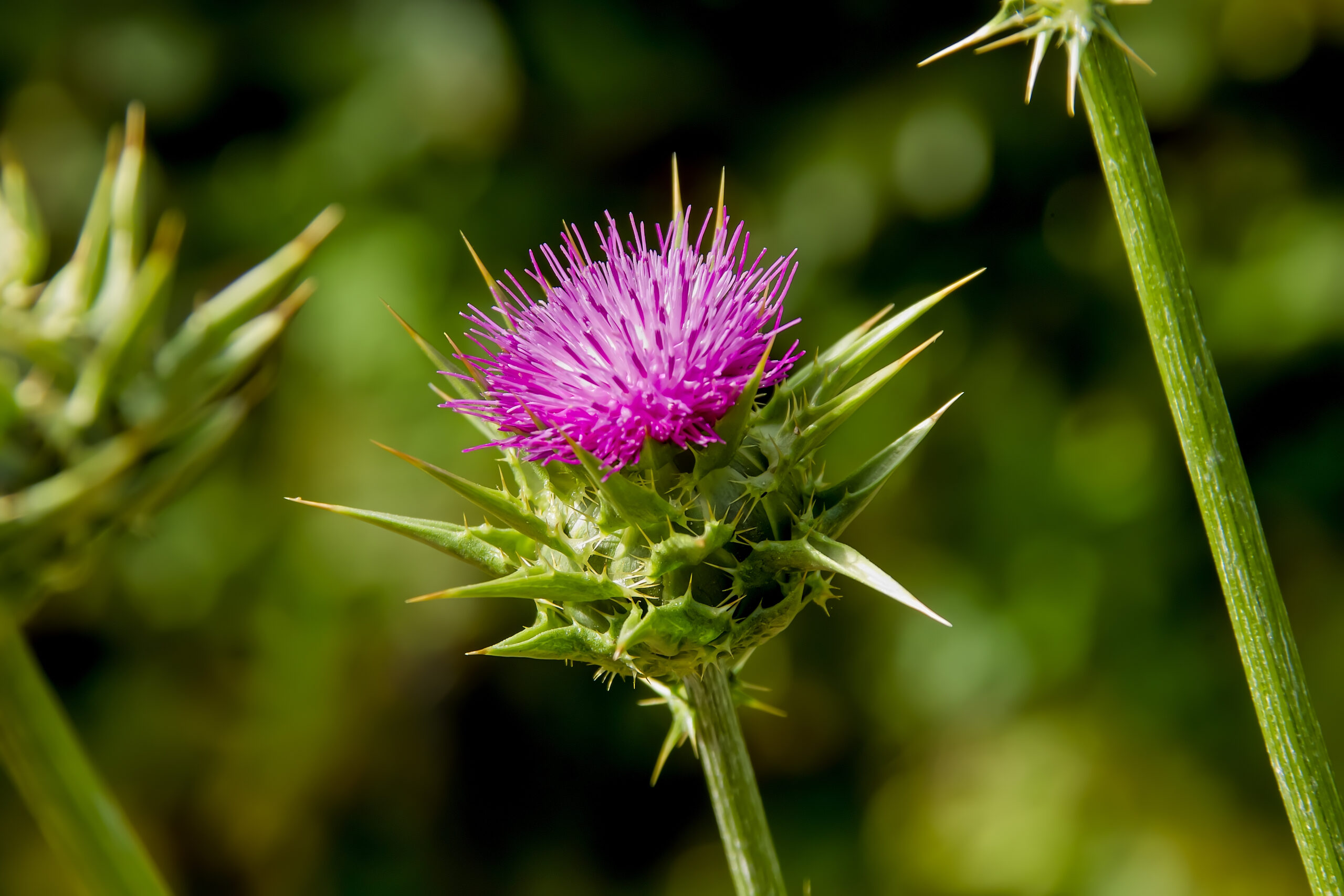 Mariendistel Silybum marianum 1 scaled