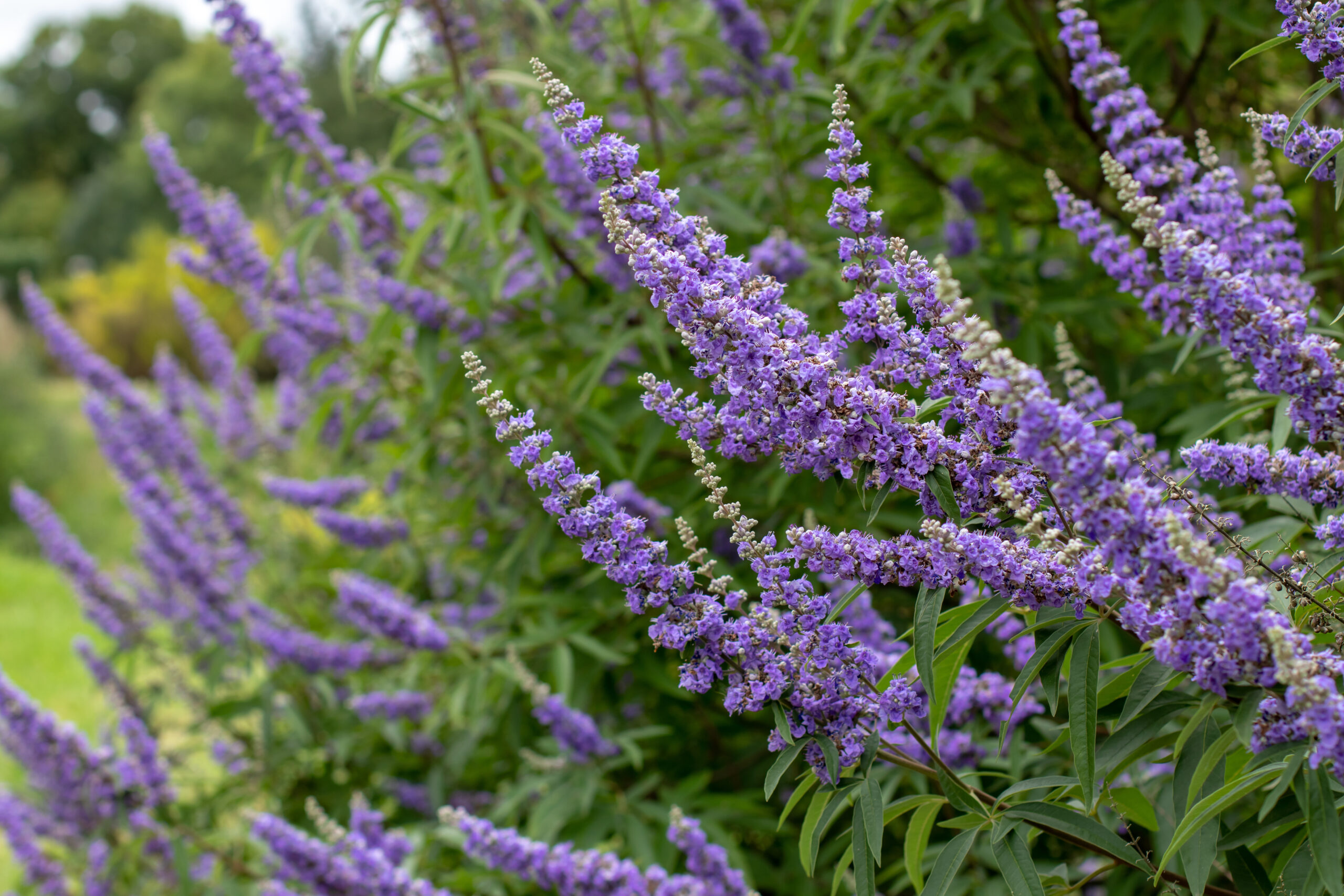 Moenchspfeffer Vitex agnus castus scaled