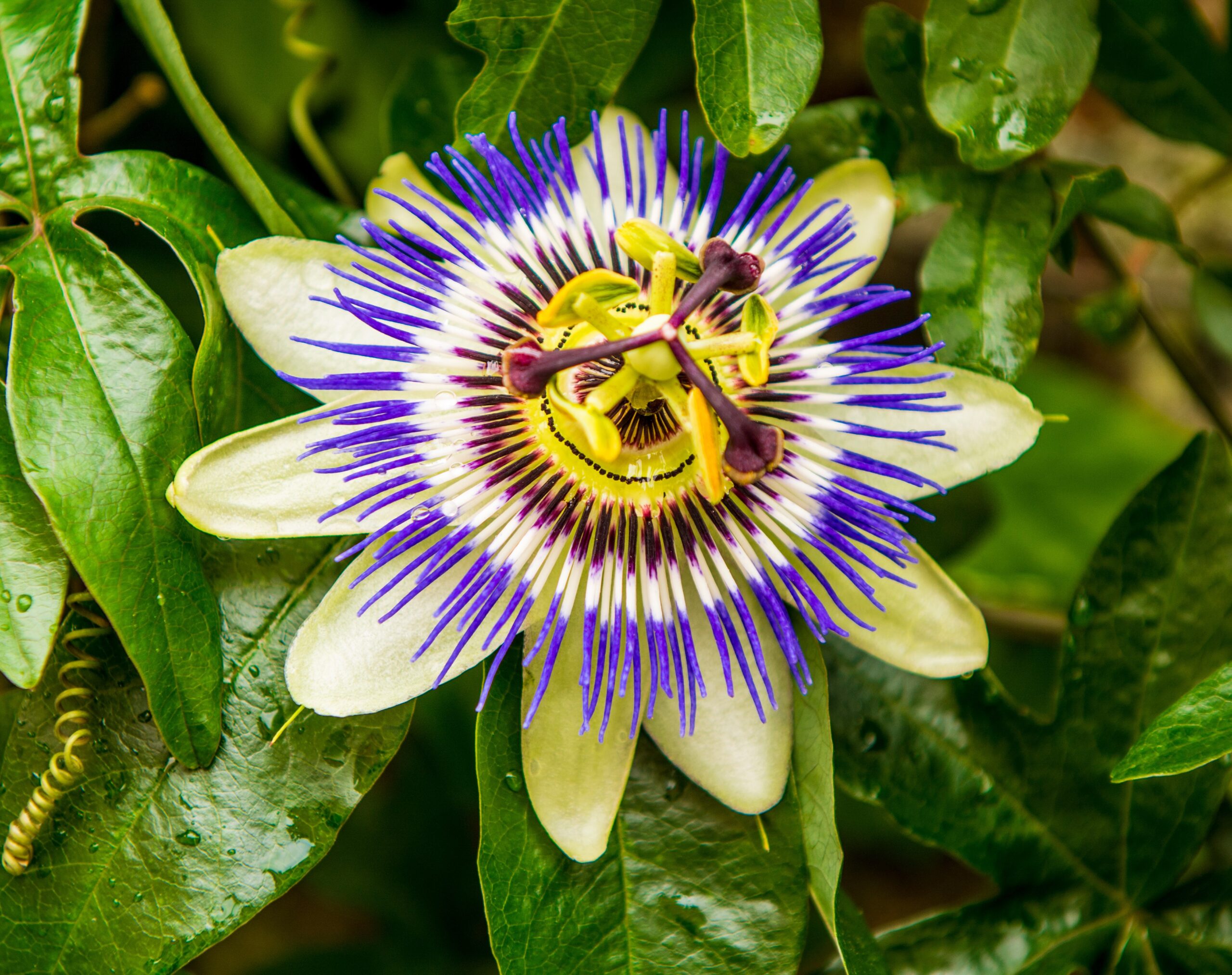 Passionsblume Passiflora incarnata 1 scaled