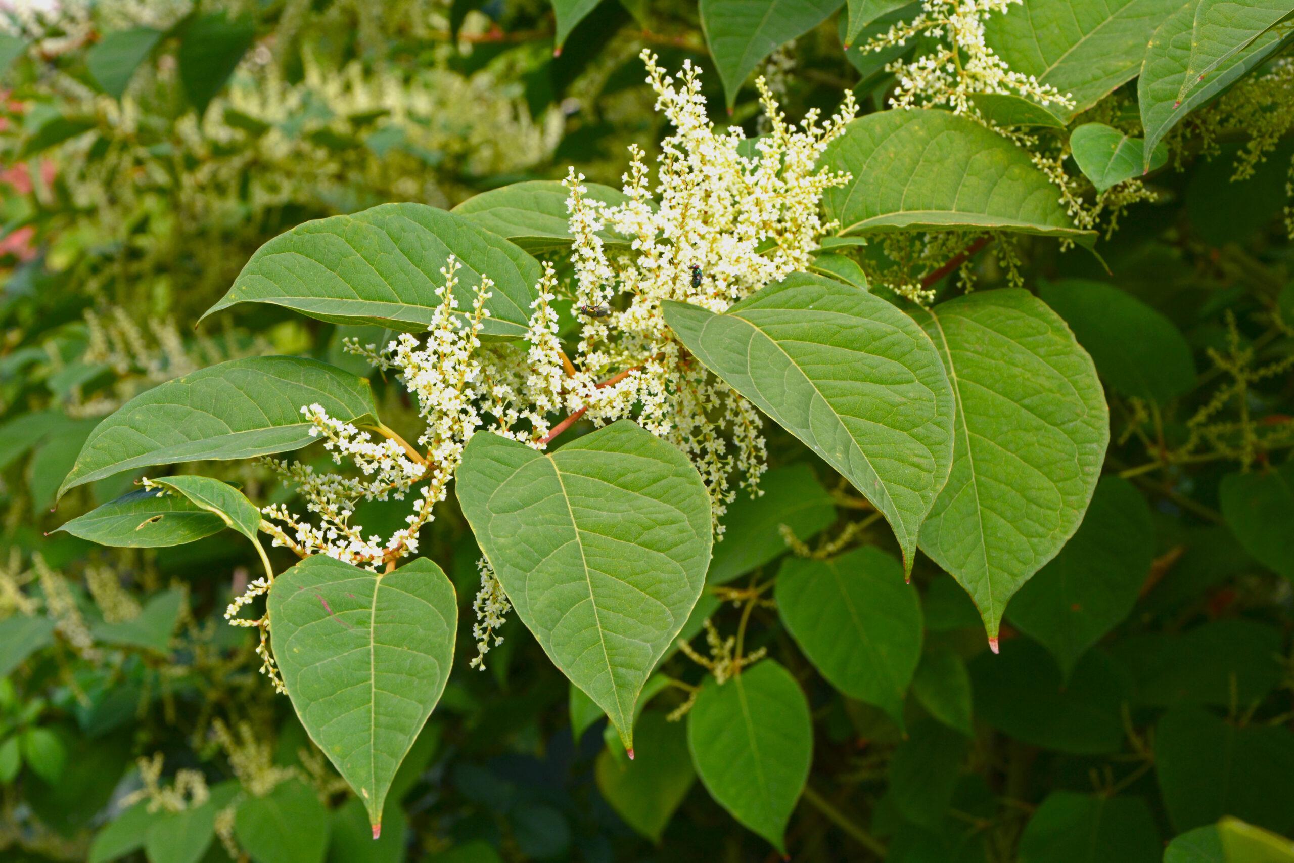 Reynoutria japonica japanischer staudenknoterich scaled, Japanischer Staudenknöterich,