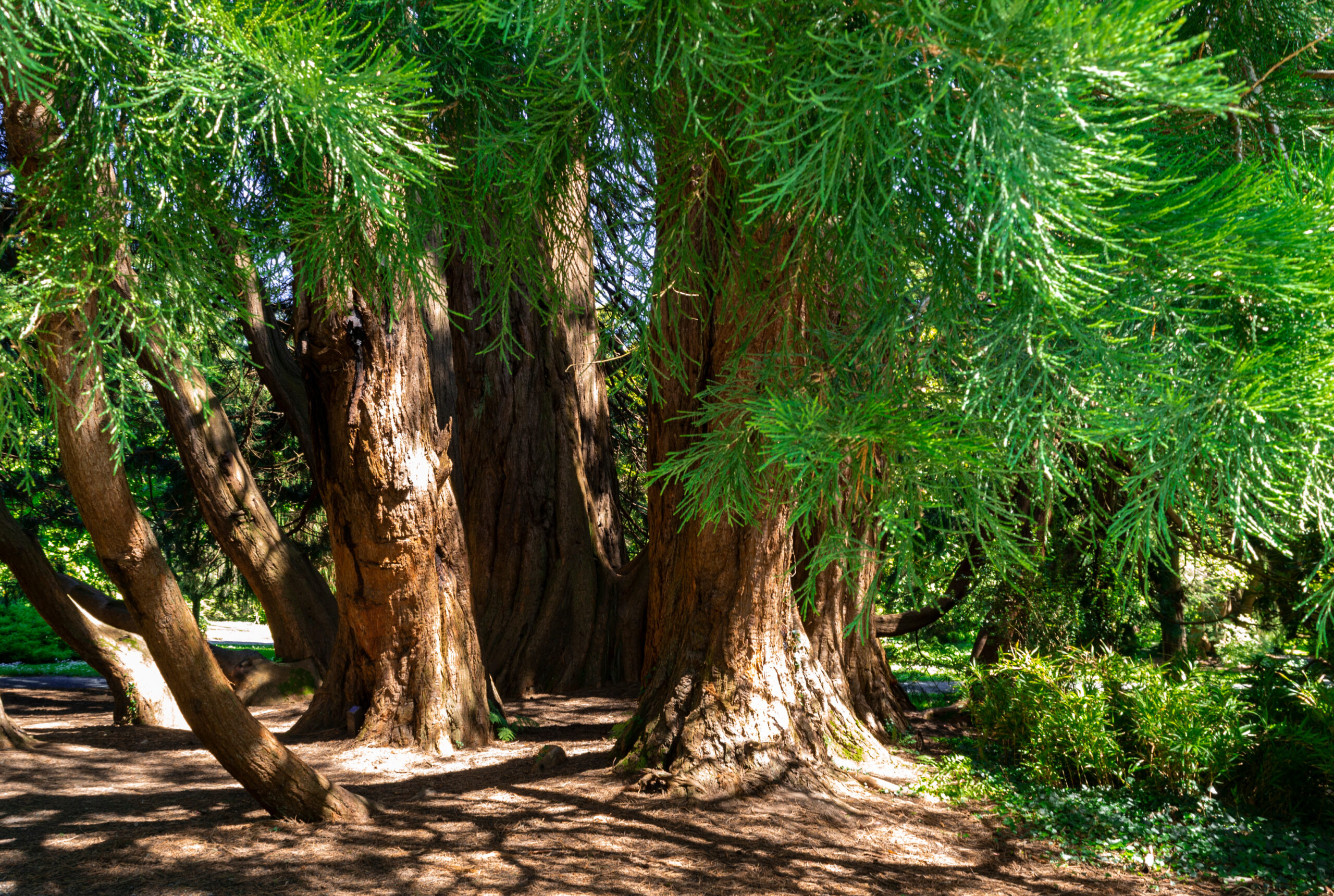 Riesenmammutbaum Sequoia gigantea 1 scaled