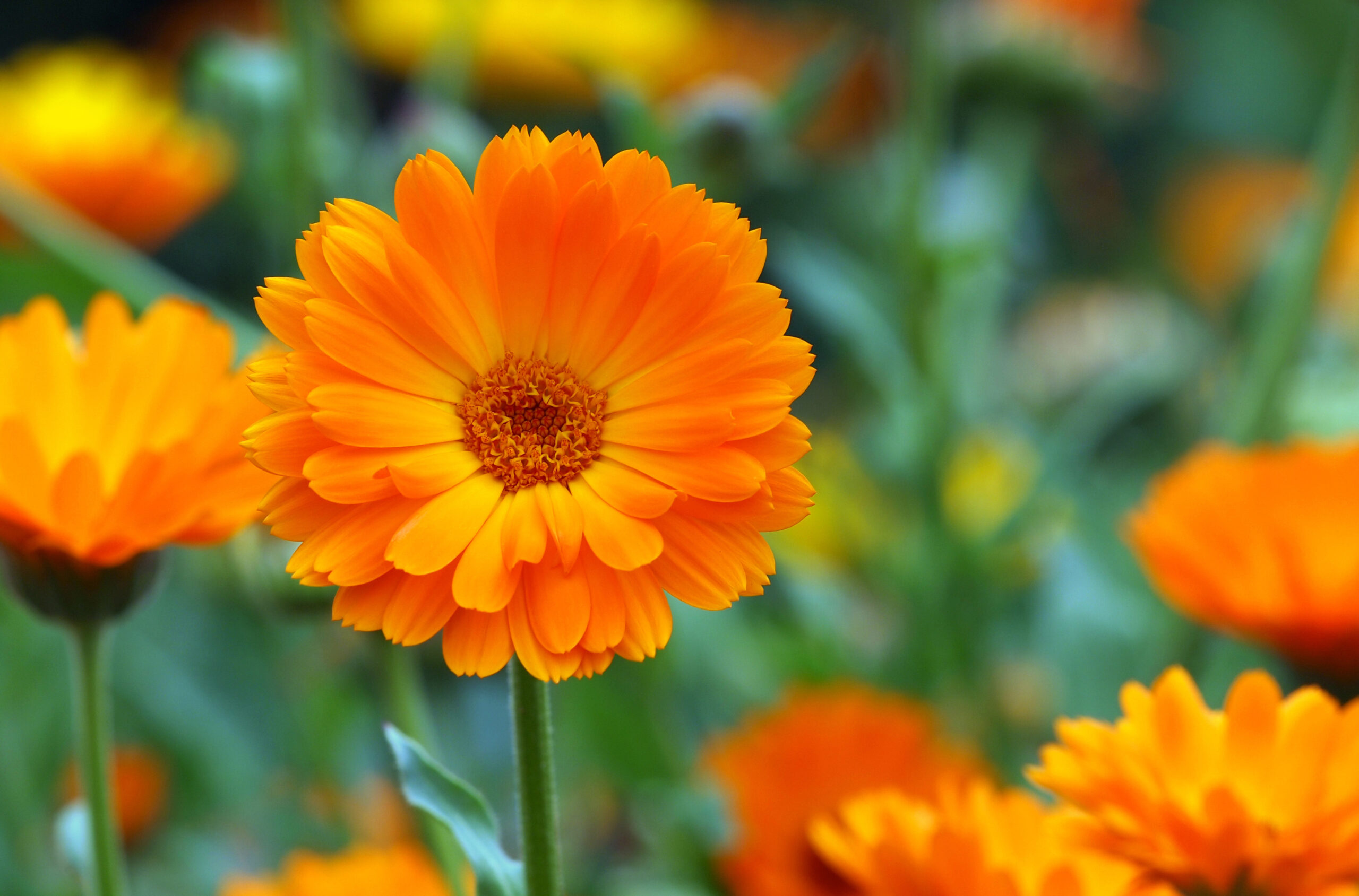 Ringelblume Calendula officinalis scaled