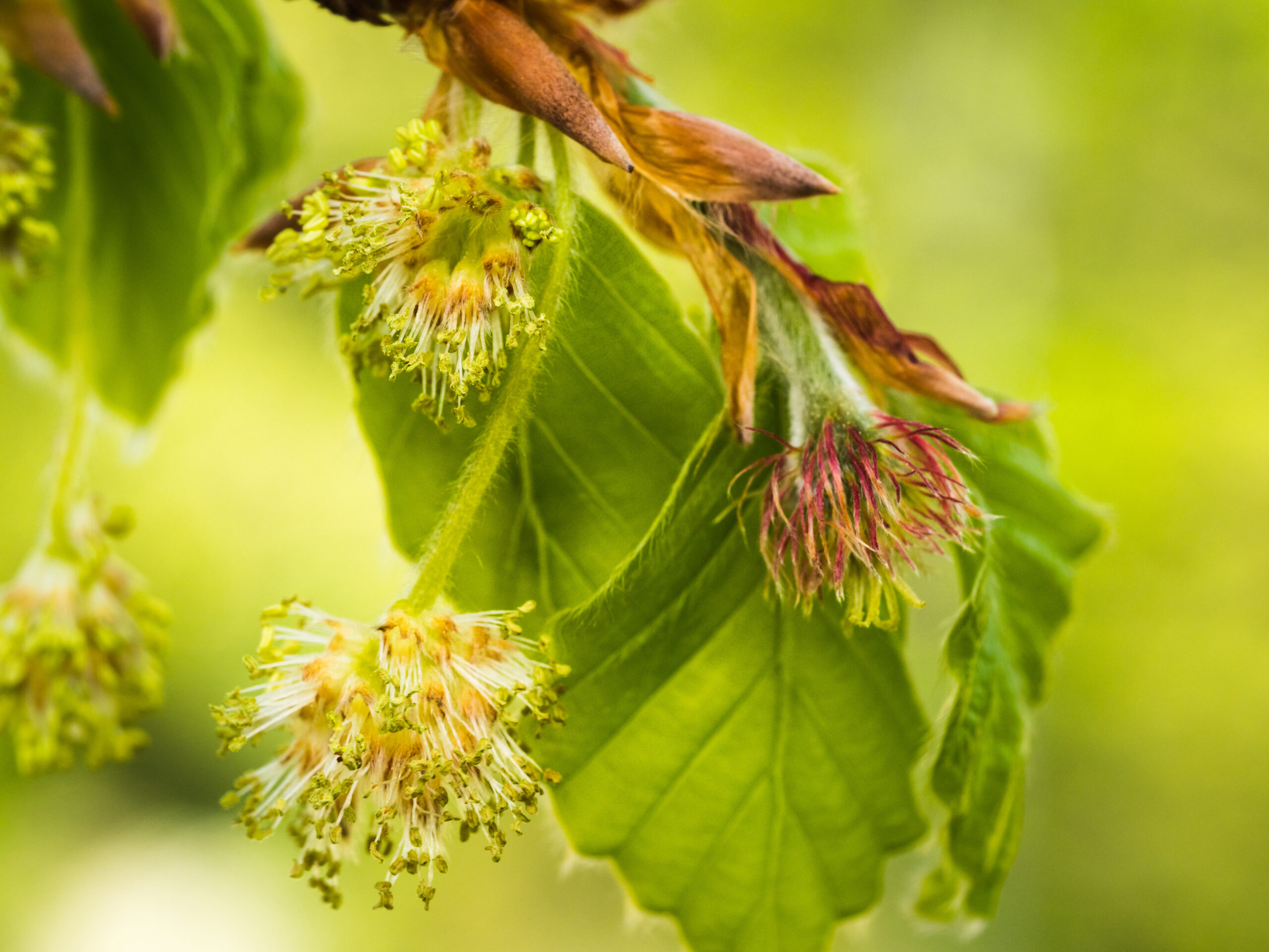 Rotbuche Fagus sylvatica 1 scaled