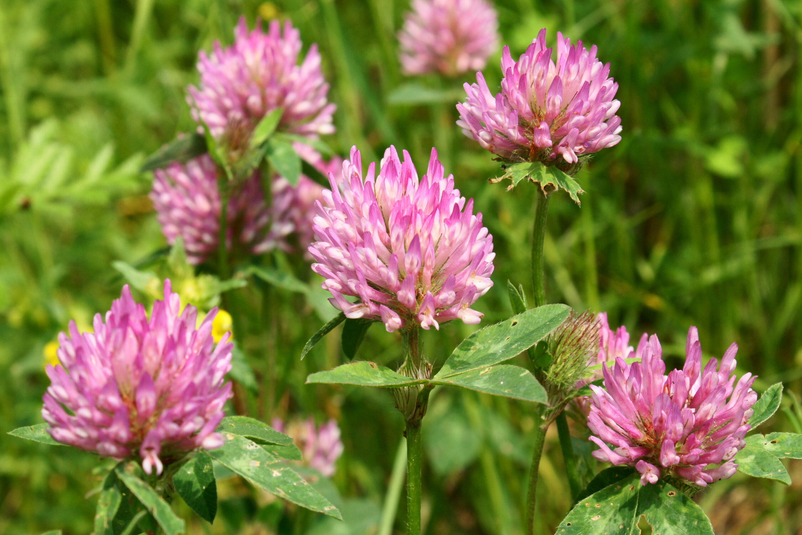Rotklee Trifolium pratense 1 scaled