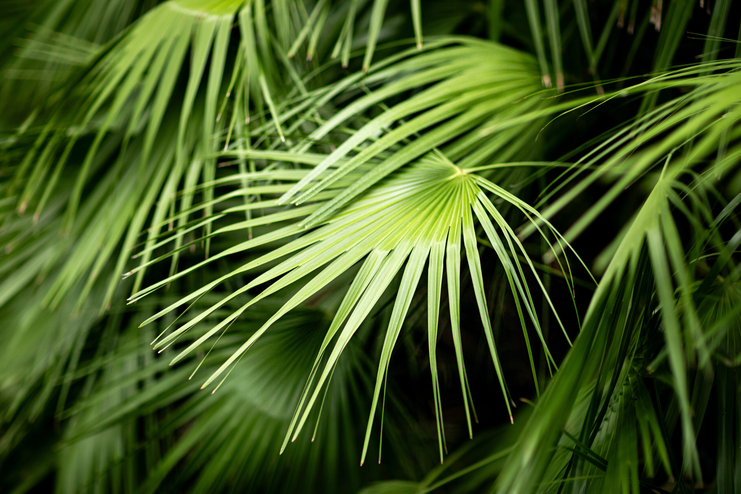 Saegepalme Serenoa repens scaled