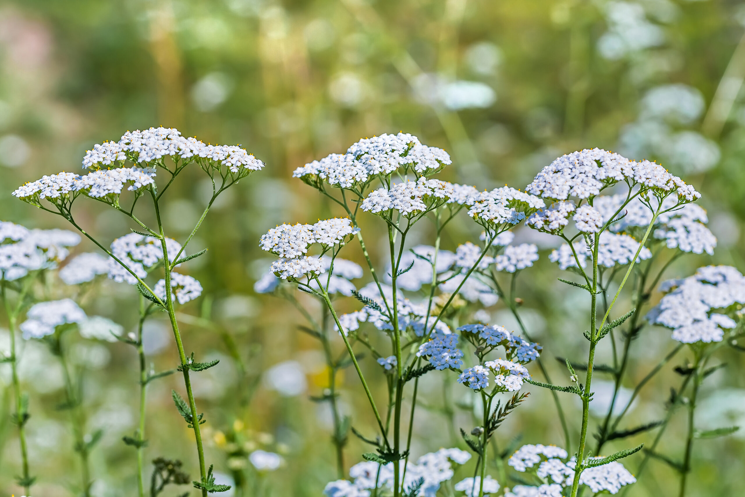 Schafgarbe Achillea millefolium scaled