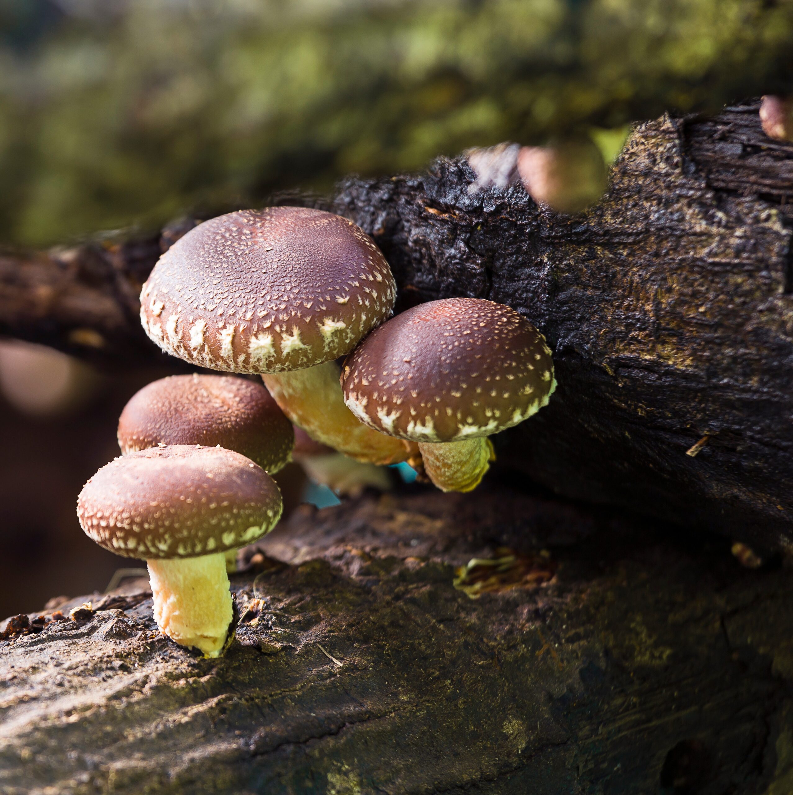 Shiitake Pilz Lentinula edodes 1 scaled
