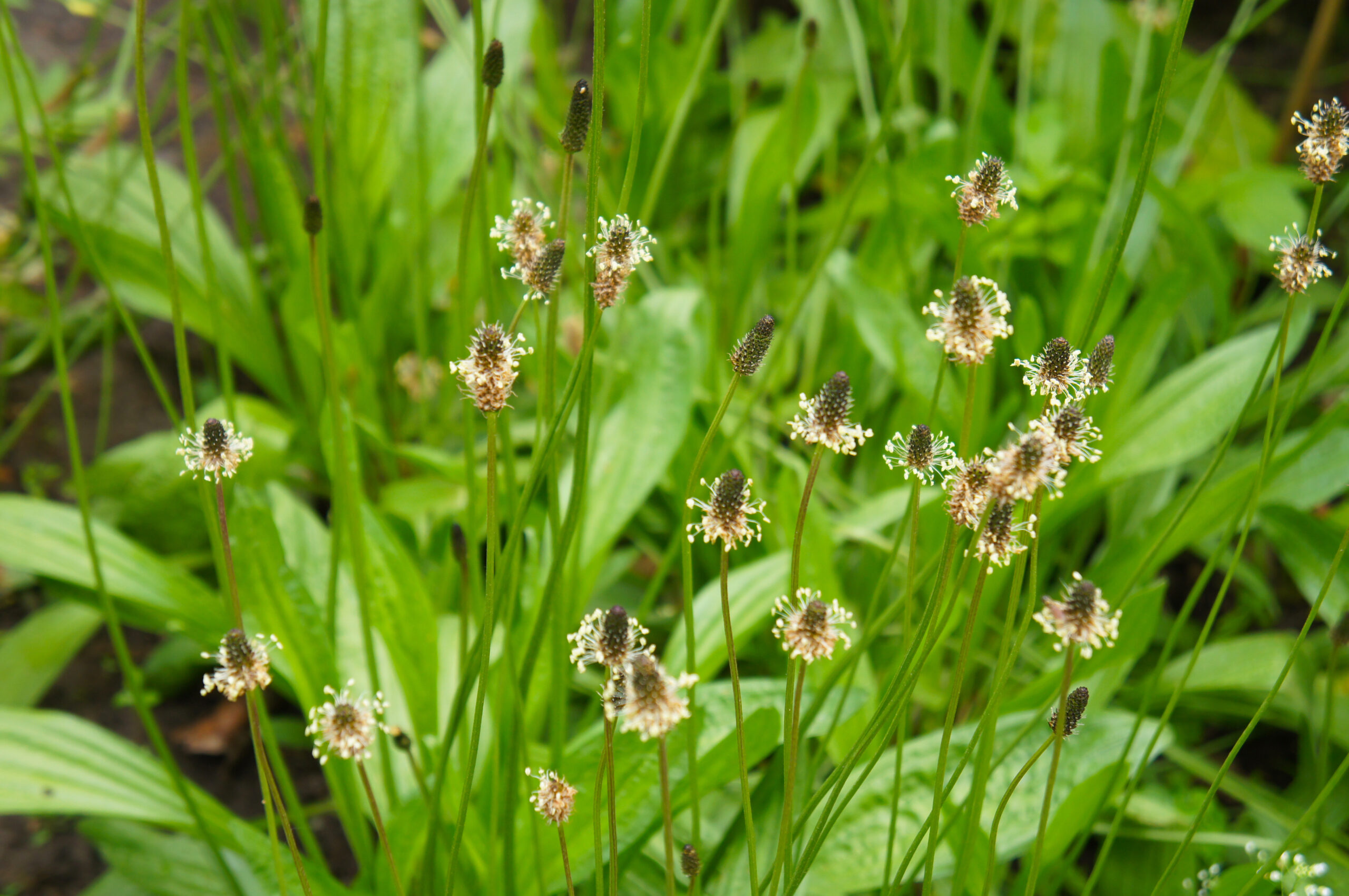 Spitzwegerich Plantago lanceolata 1 scaled