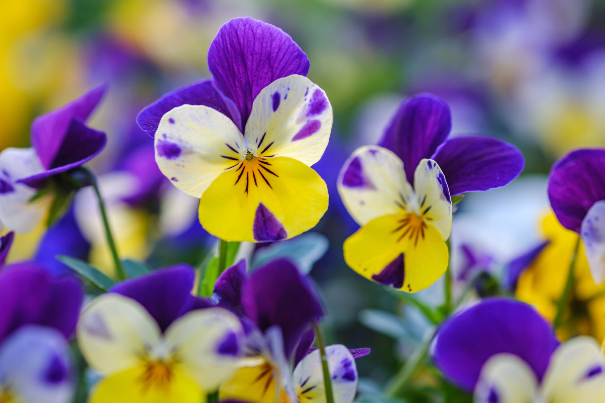 Stiefmuetterchen Viola tricolor scaled