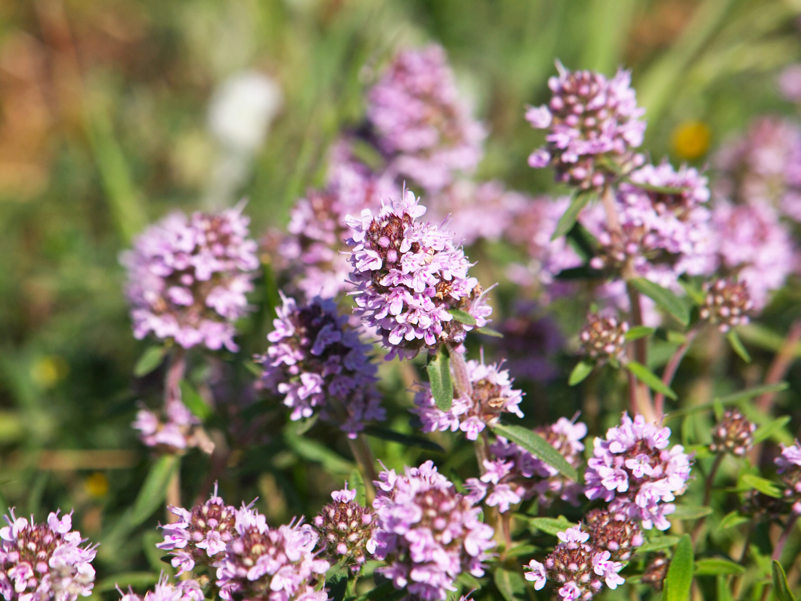 Thymian Thymus vulgaris 1 scaled
