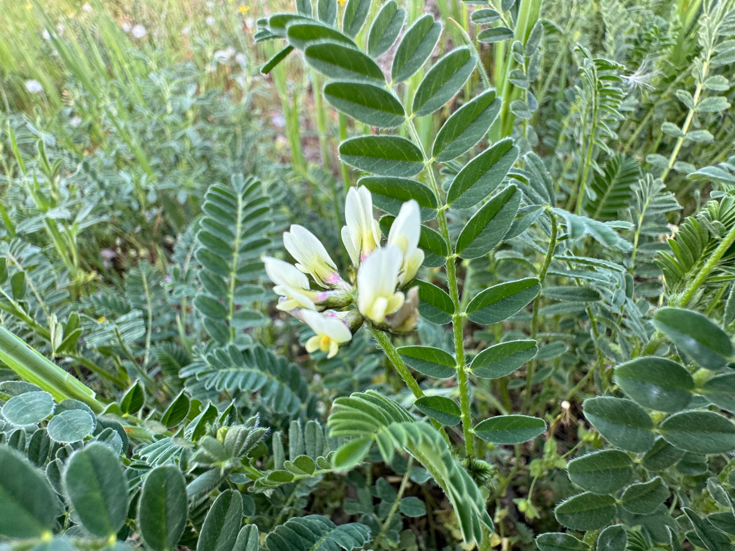 Tragant Astragalus membranaceus scaled