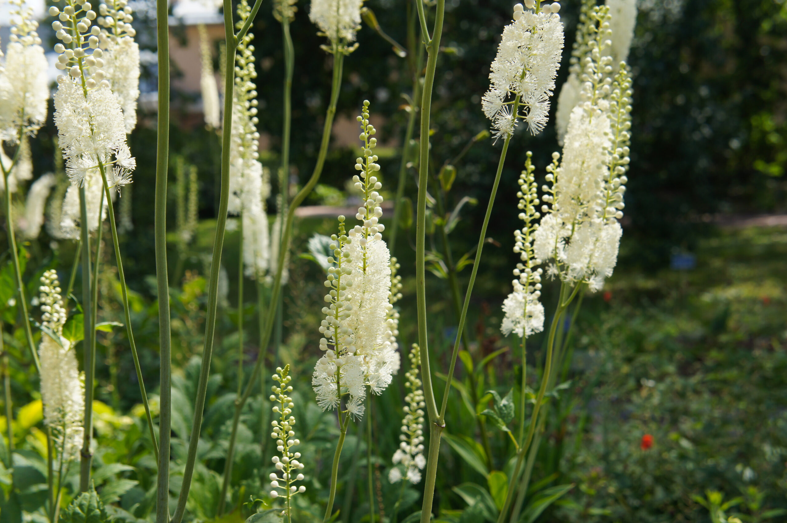 Traubensilberkerze Cimicifuga racemosa 1 scaled
