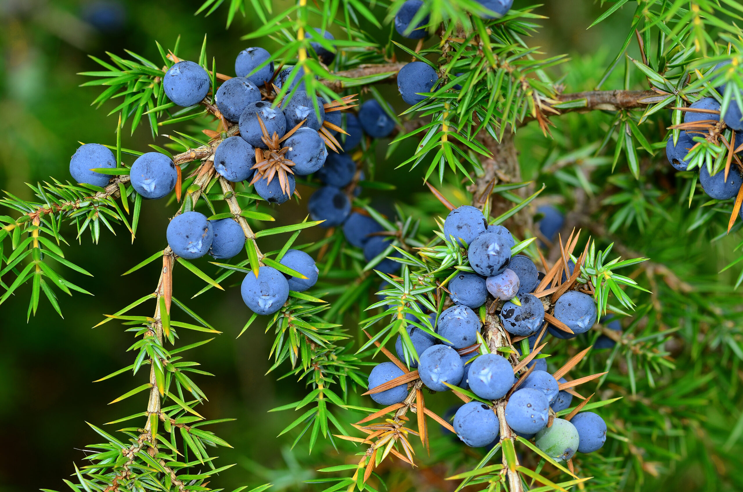 Wacholder Juniperus communis scaled
