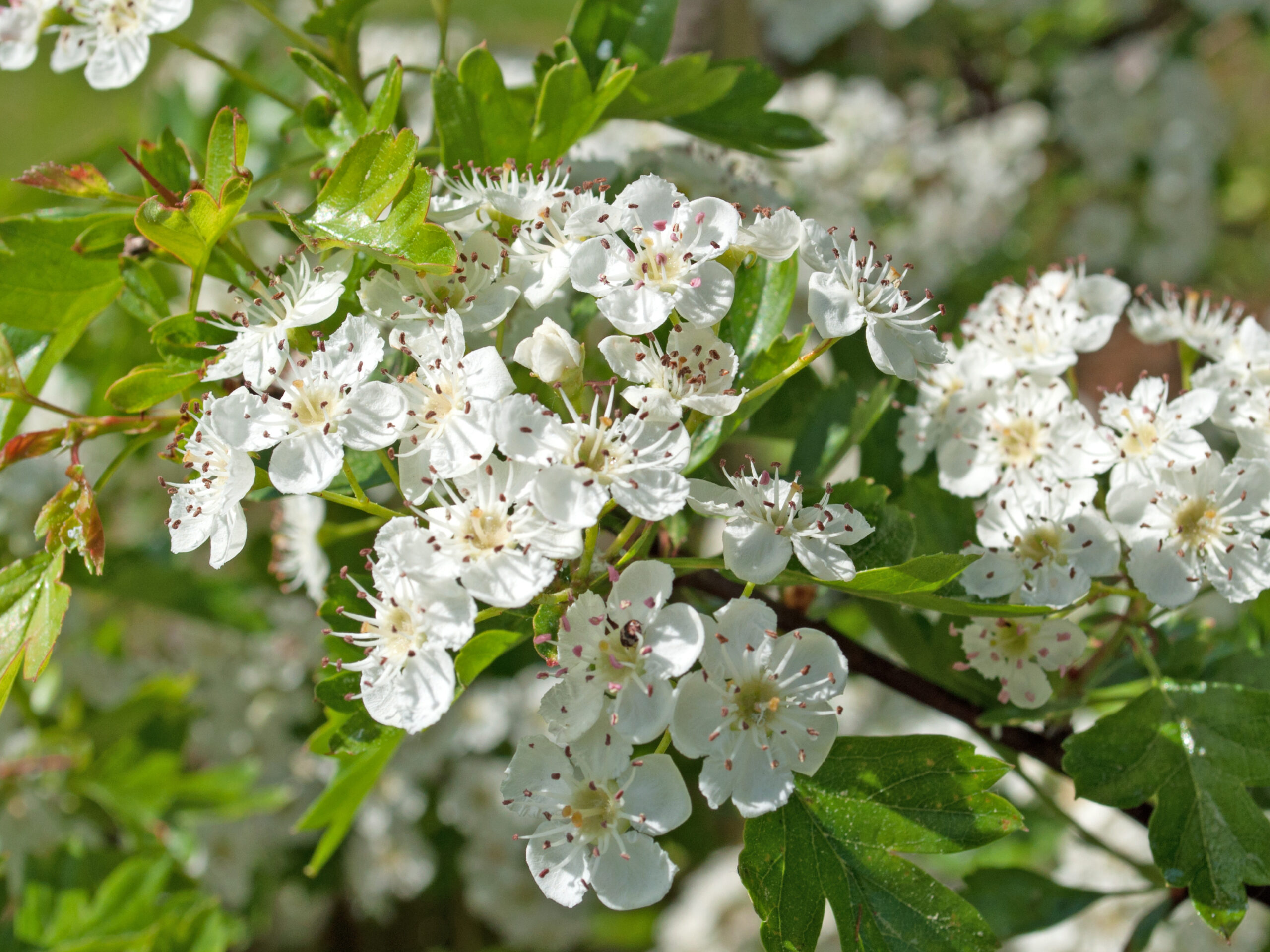 Weißdorn Crataegus scaled
