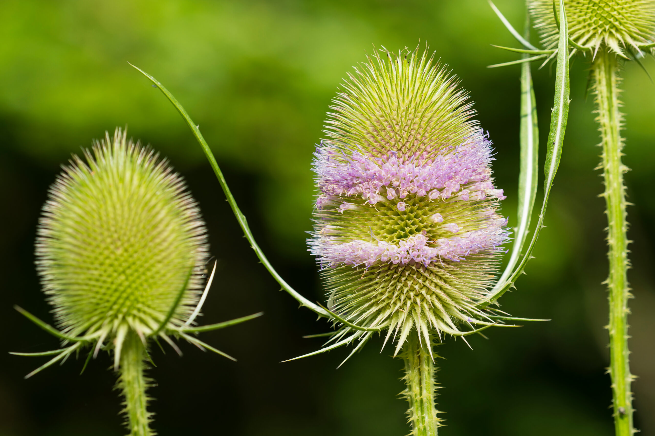 Wilde Karde – Dipsacus fullonum scaled