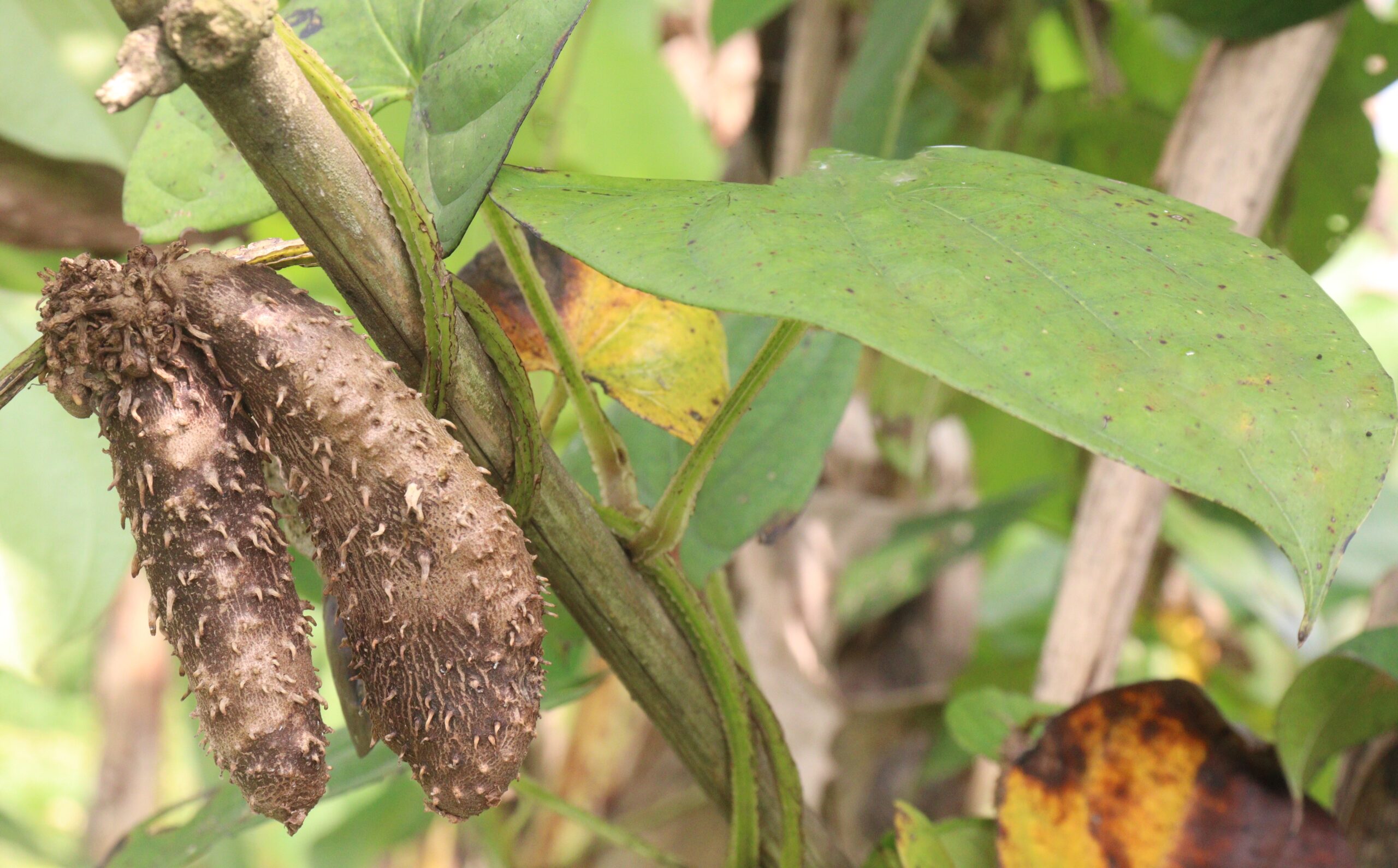 Wilde Yamswurzel Dioscorea villosa 2 scaled