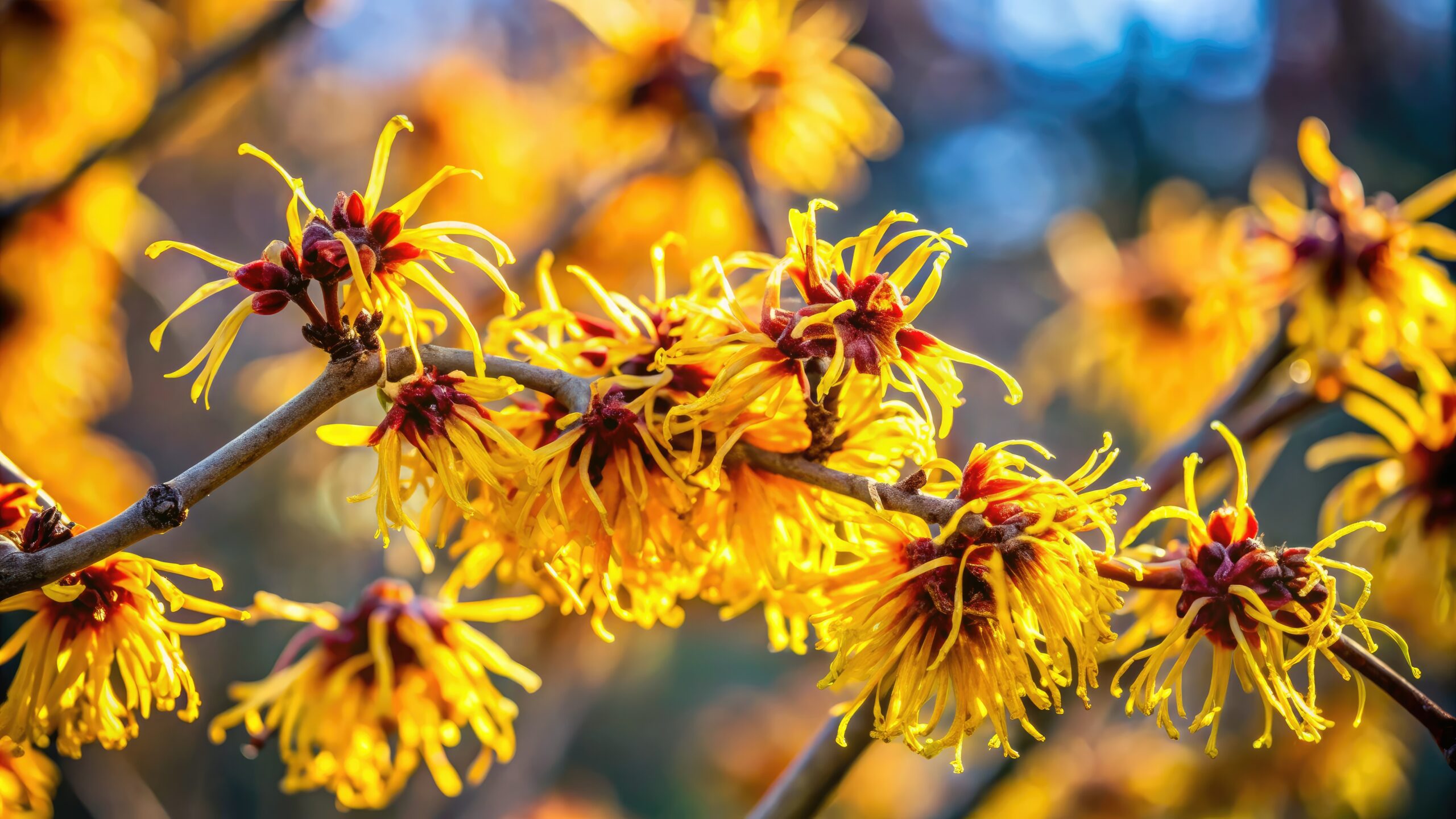 Zaubernuss Hamamelis virginiana 1 scaled