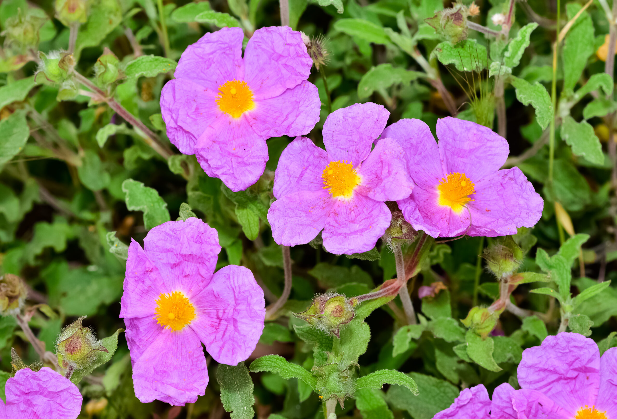 Zistrose – Cistus incanus scaled