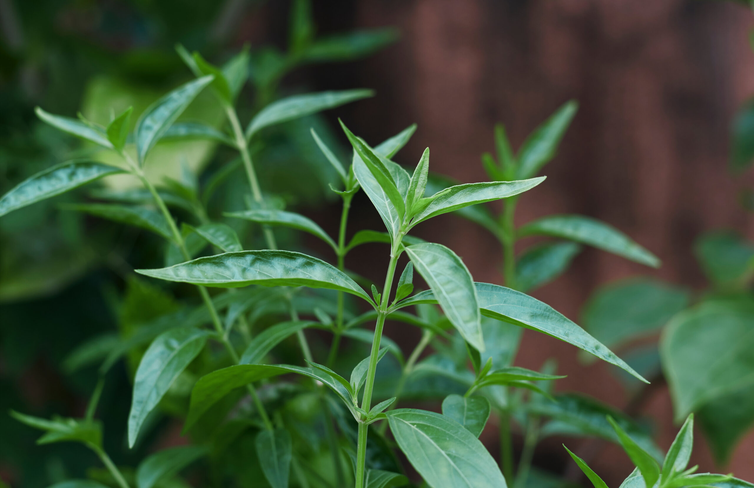andrographis paniculata scaled